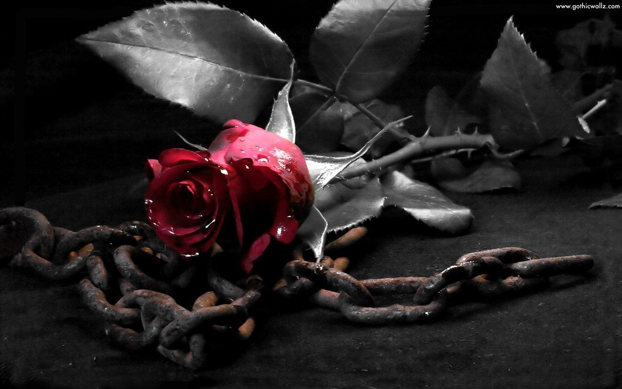 Black Rose Background