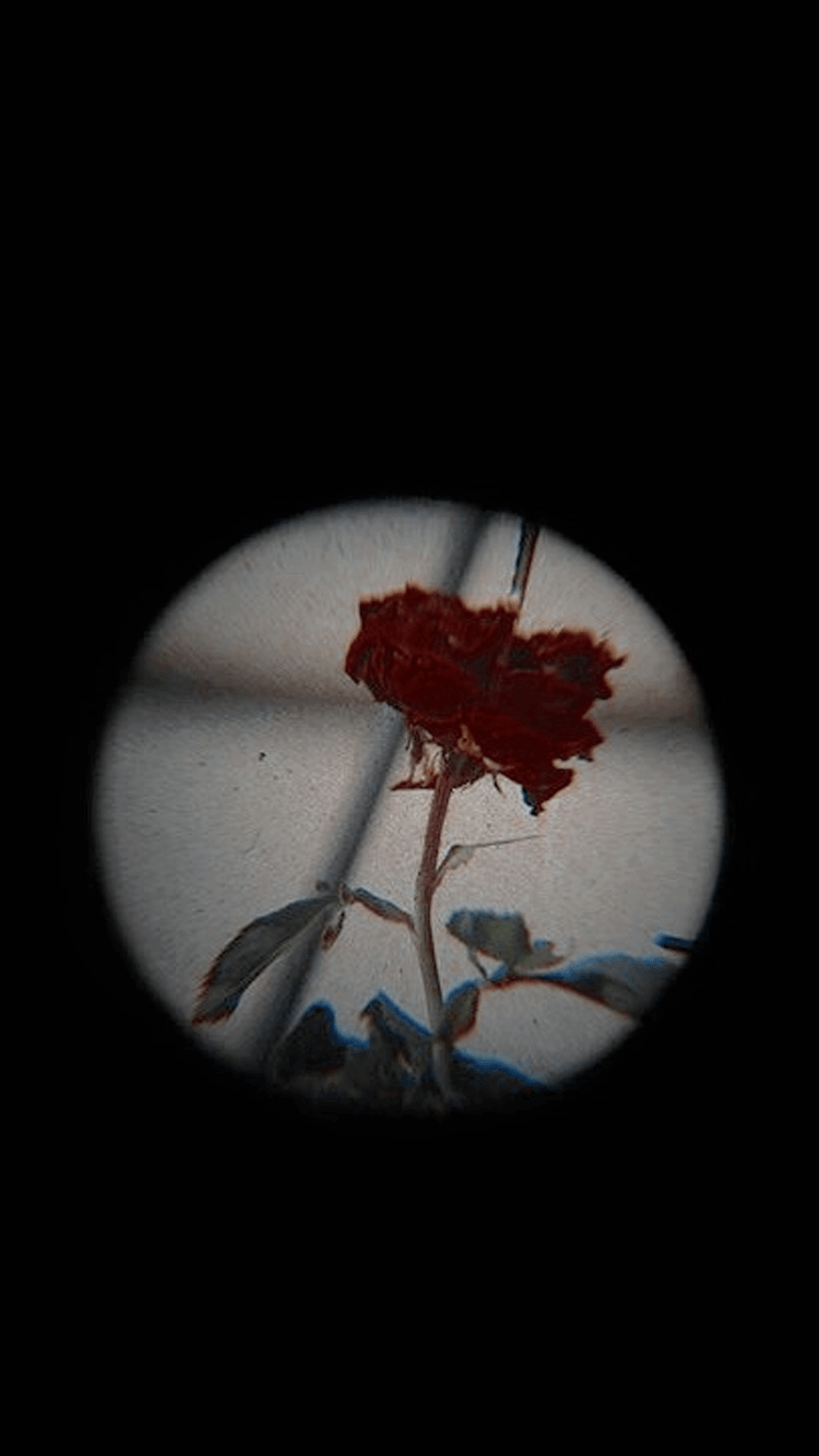 A red rose viewed through a hole in a wooden surface. - Black rose