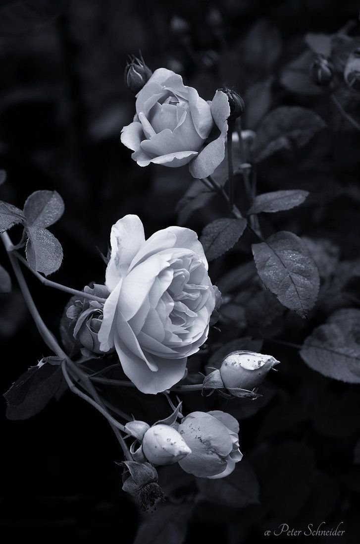 Black and white photograph of roses in a garden. - Black rose