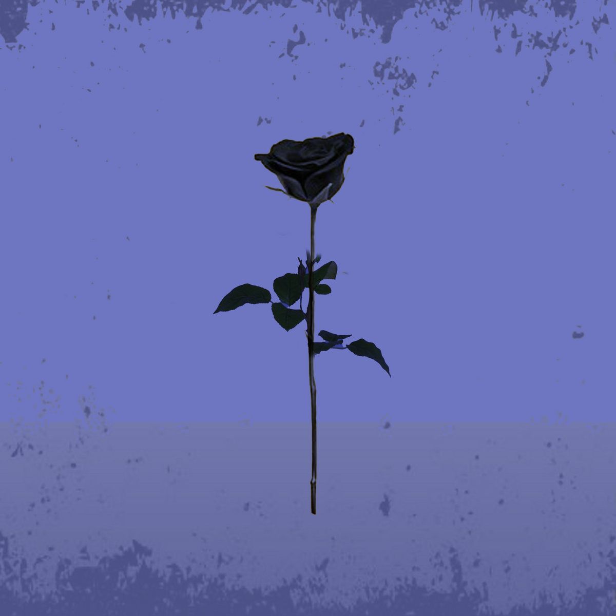 A black rose on a blue background - Black rose