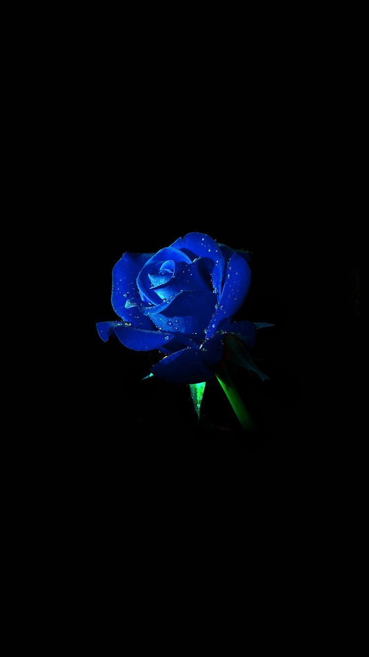 A blue rose is shown in the dark - Black rose