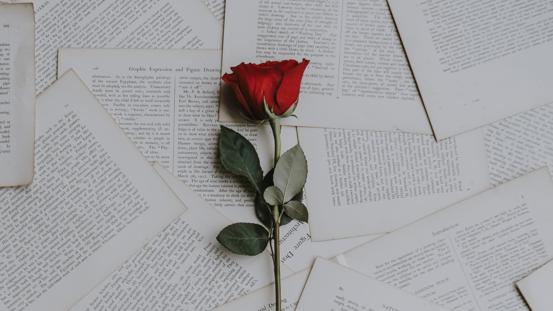 A single red rose is placed among many books - Books
