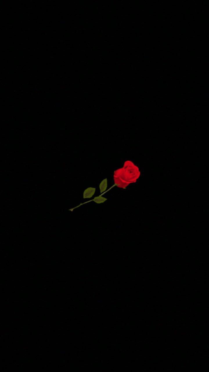 Red rose on a black background - Black rose