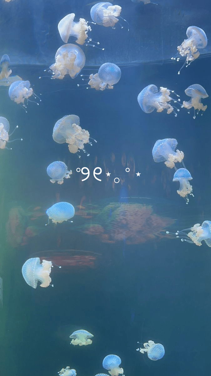 jellyfish