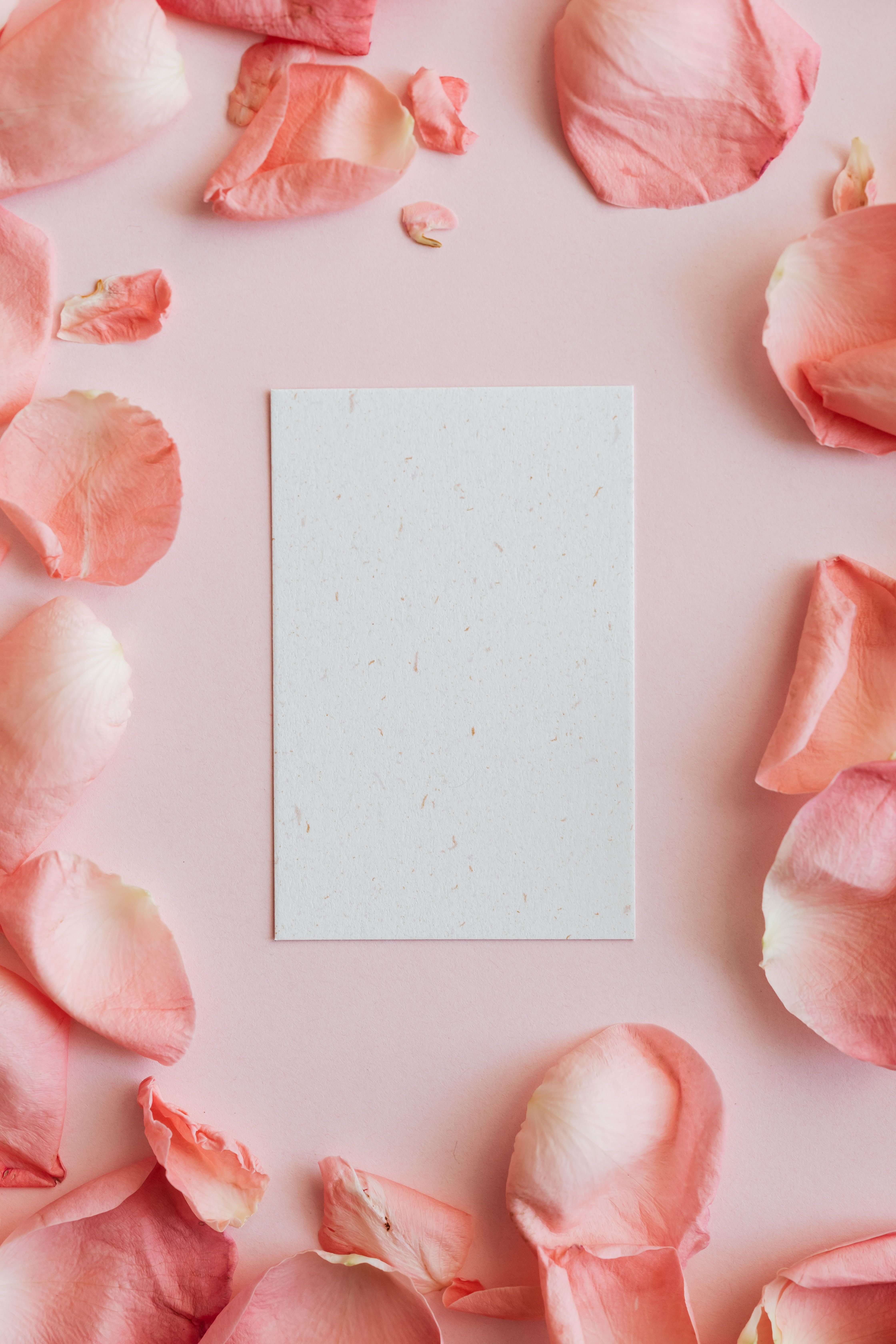A blank white card is surrounded by pink rose petals - Flower, rose gold, beautiful, clean, birthday, couple, simple, pretty, paper