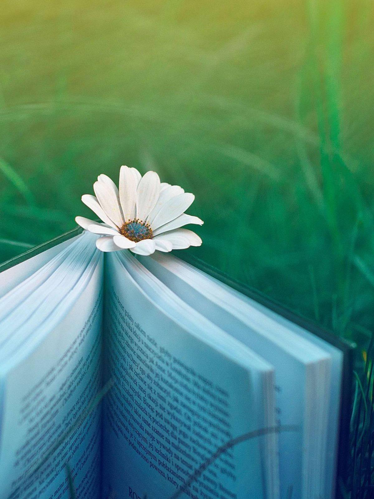A white flower on top of a book - Android, books