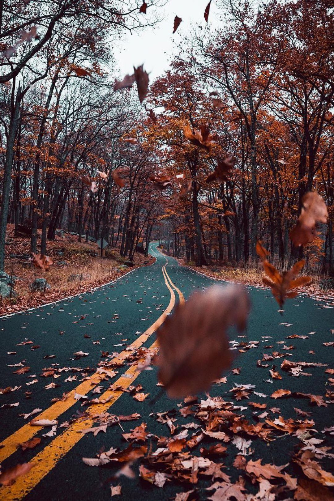 An empty road surrounded by trees and leaves. - Fall, vintage fall, fall iPhone