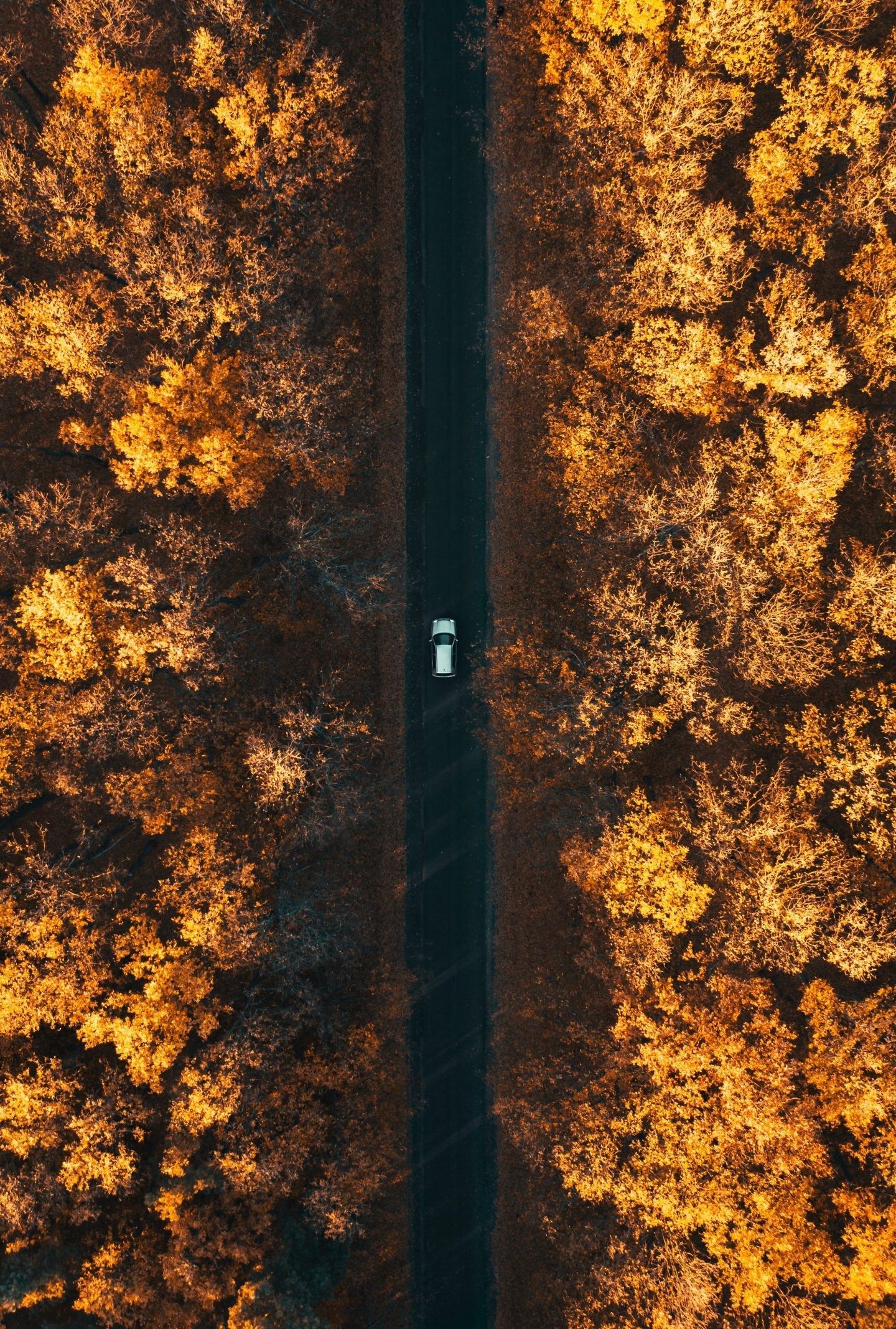 A car on a road surrounded by trees - Vintage fall