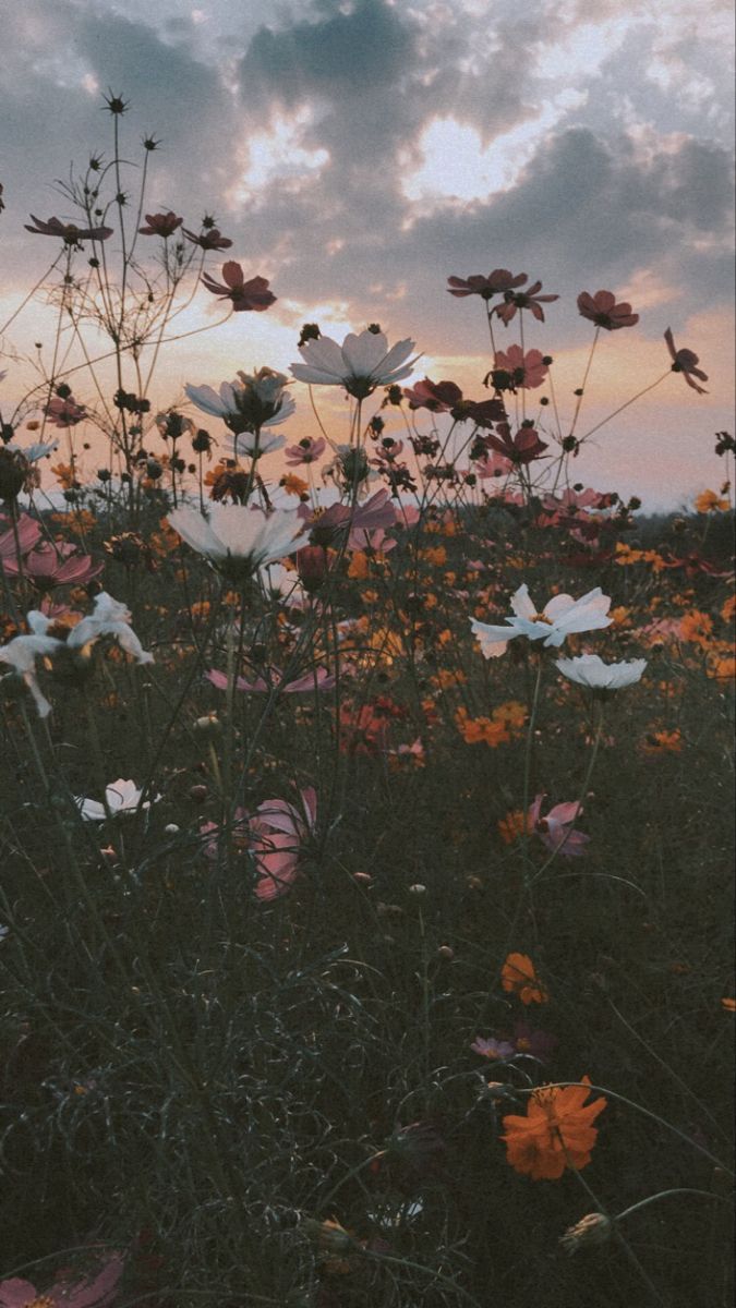 A field of flowers with the sun setting in background - Vintage fall
