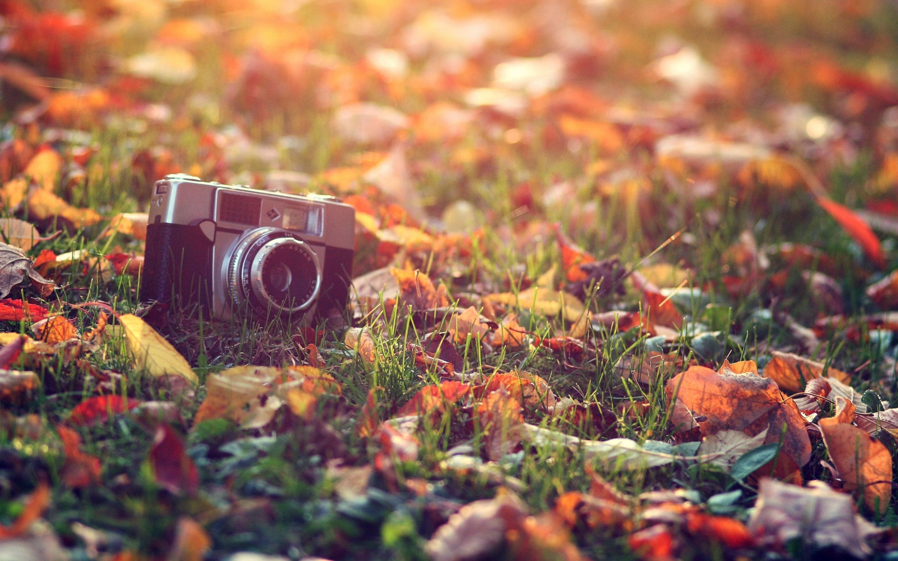 An old camera on the grass with autumn leaves - Vintage fall