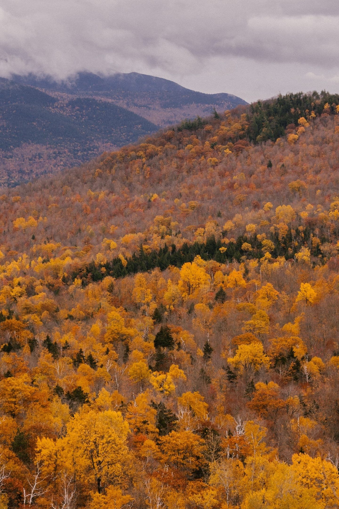 A mountain range with a forest of trees turning yellow and orange in the fall. - Vintage fall