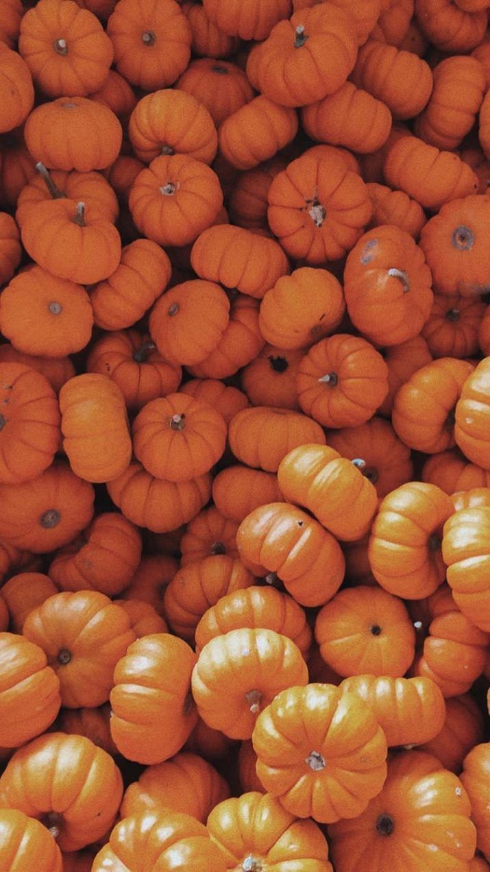 A pile of small pumpkins - Pumpkin, vintage fall