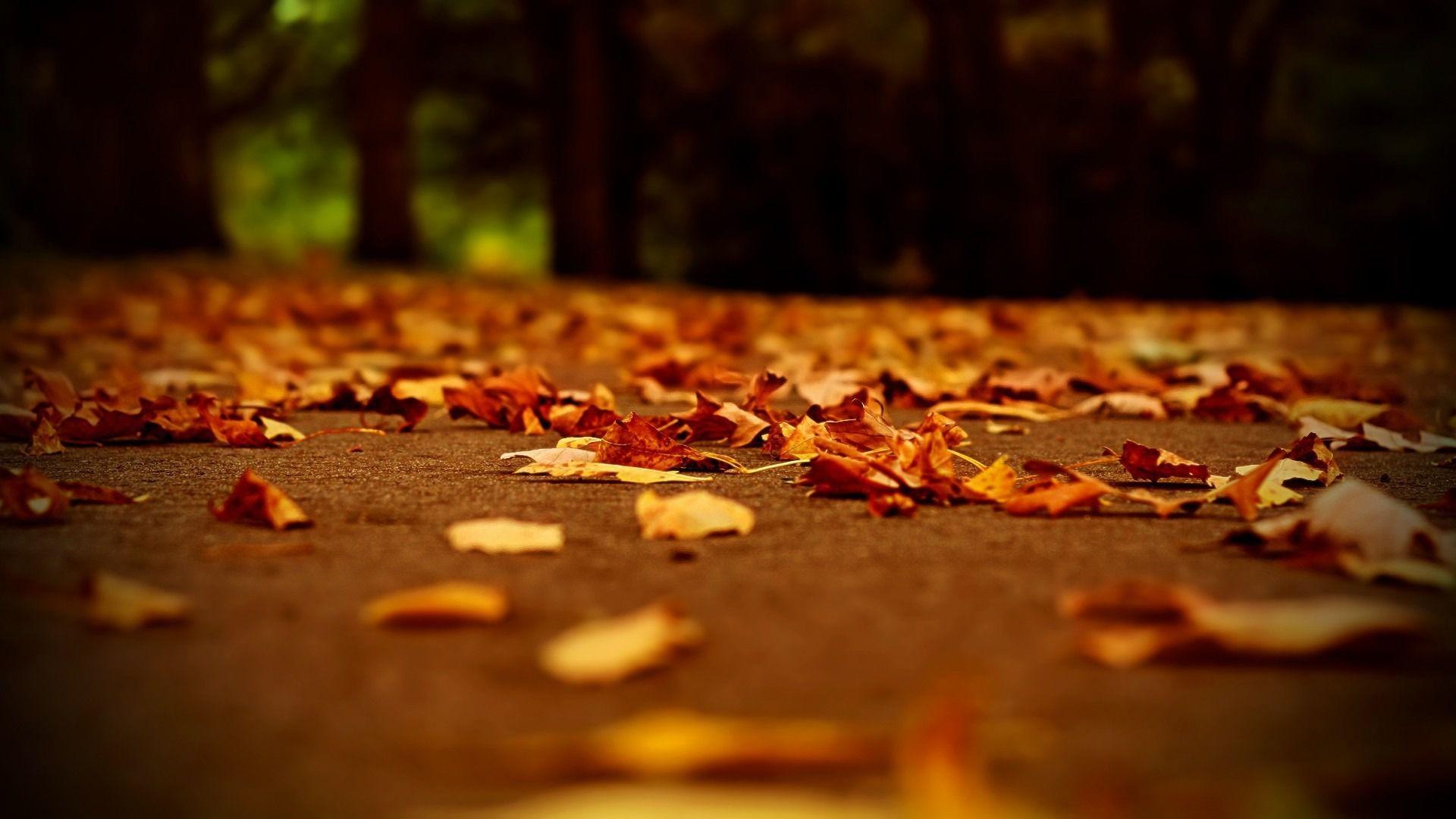 1920x1080 download wallpaper autumn, leaves, the ground, blur, bokeh screensavers and pictures for free in the resolution 1920x1080 - picture no. 10386 - Vintage fall
