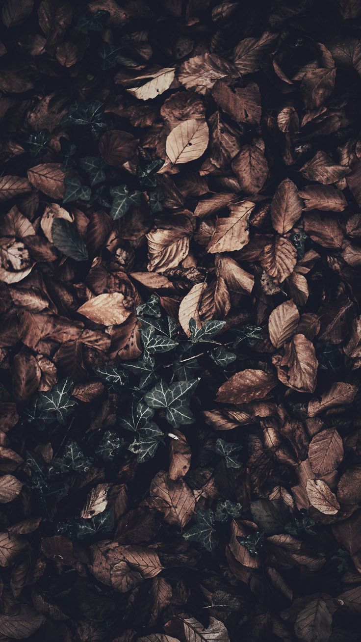 A close up of leaves on the ground - Vintage fall