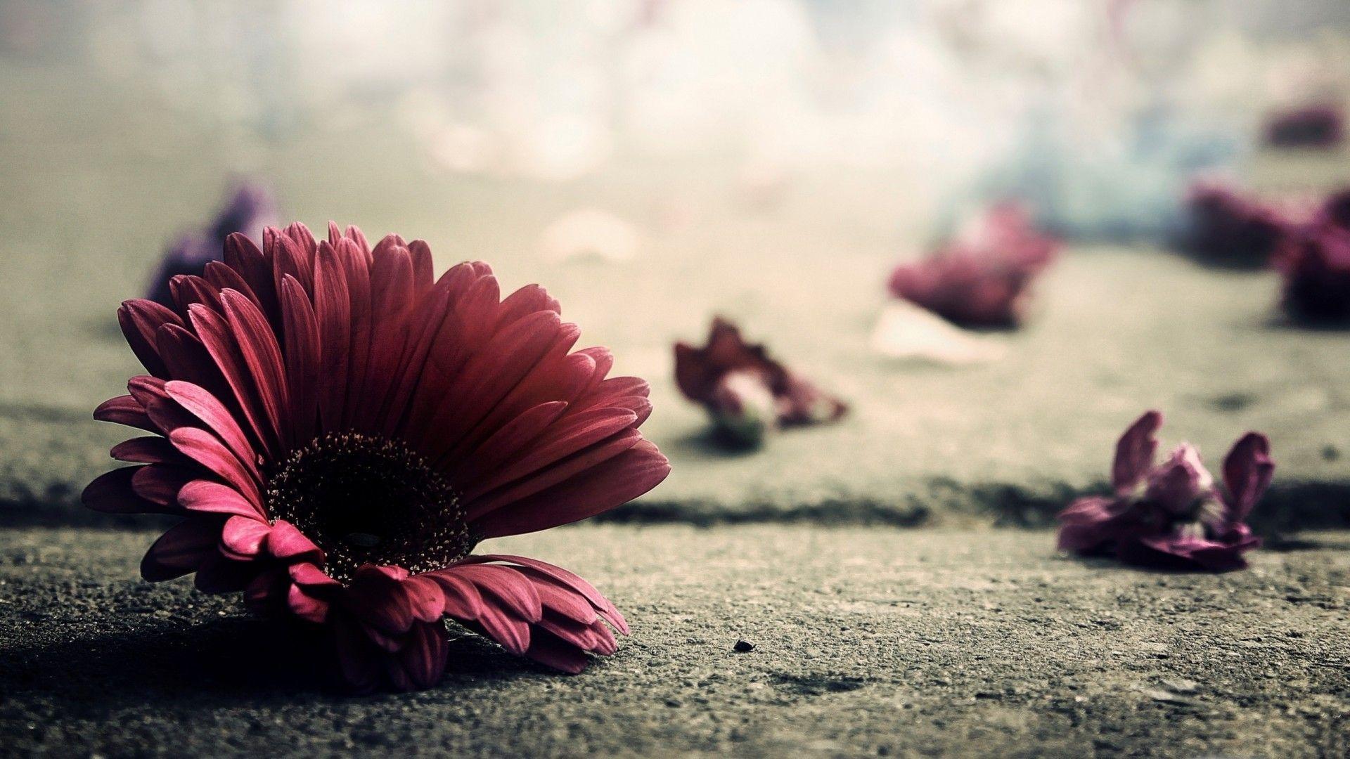 A single flower laying on the ground - Vintage fall