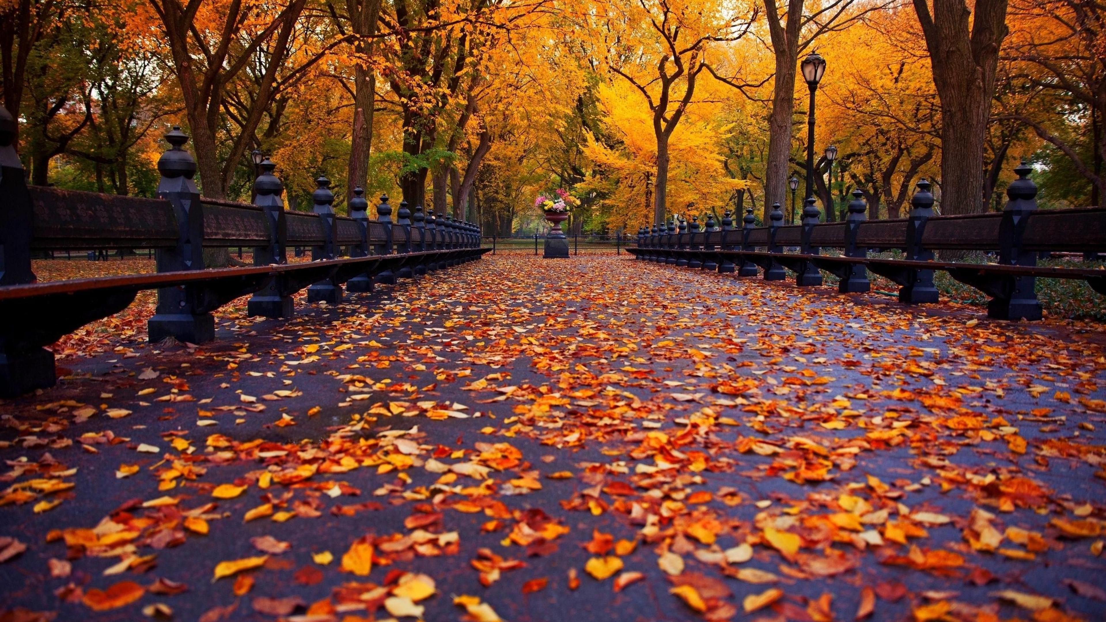 A walkway in Central Park covered in fallen leaves - Vintage fall
