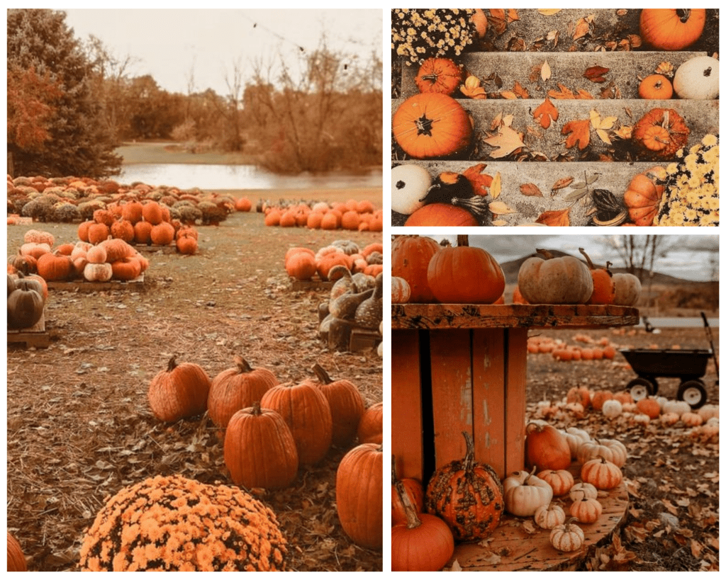 Pumpkin, cute fall