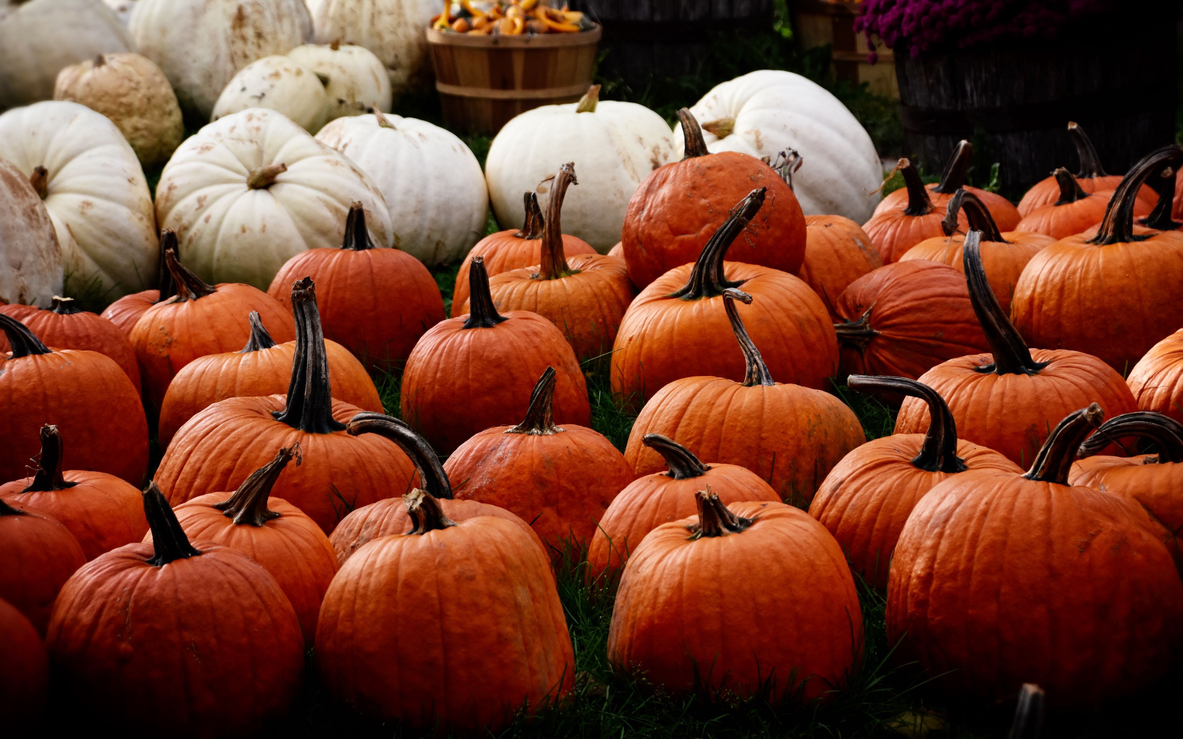 Download wallpaper 3840x2400 pumpkin