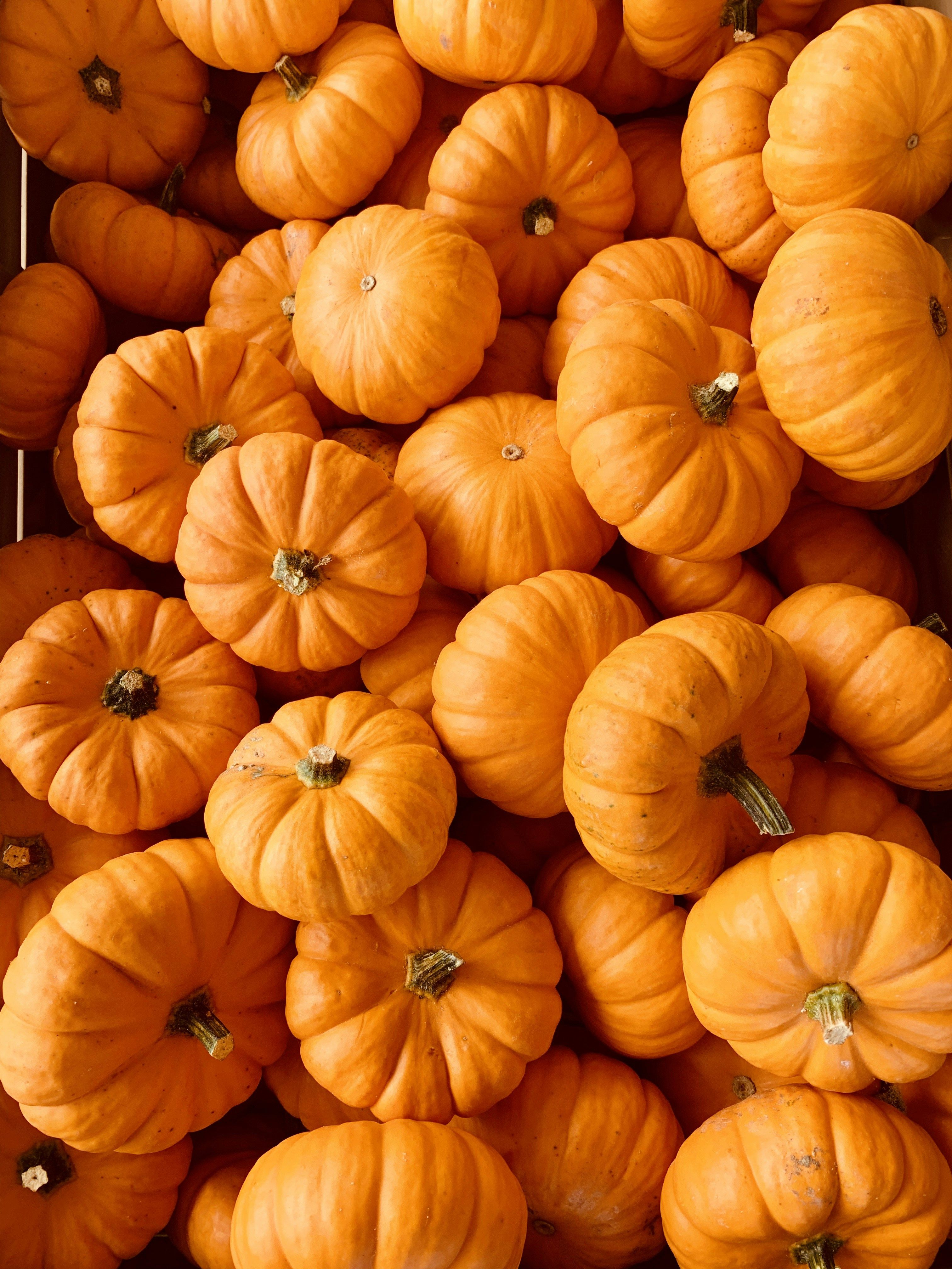 Pumpkin Picture [HD]. Download