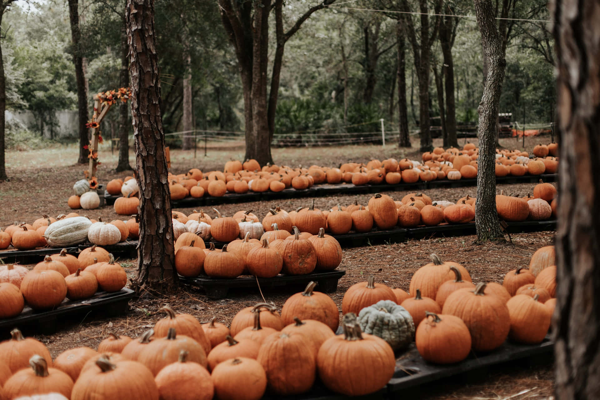 Aesthetic Autumn Halloween Pumpkins