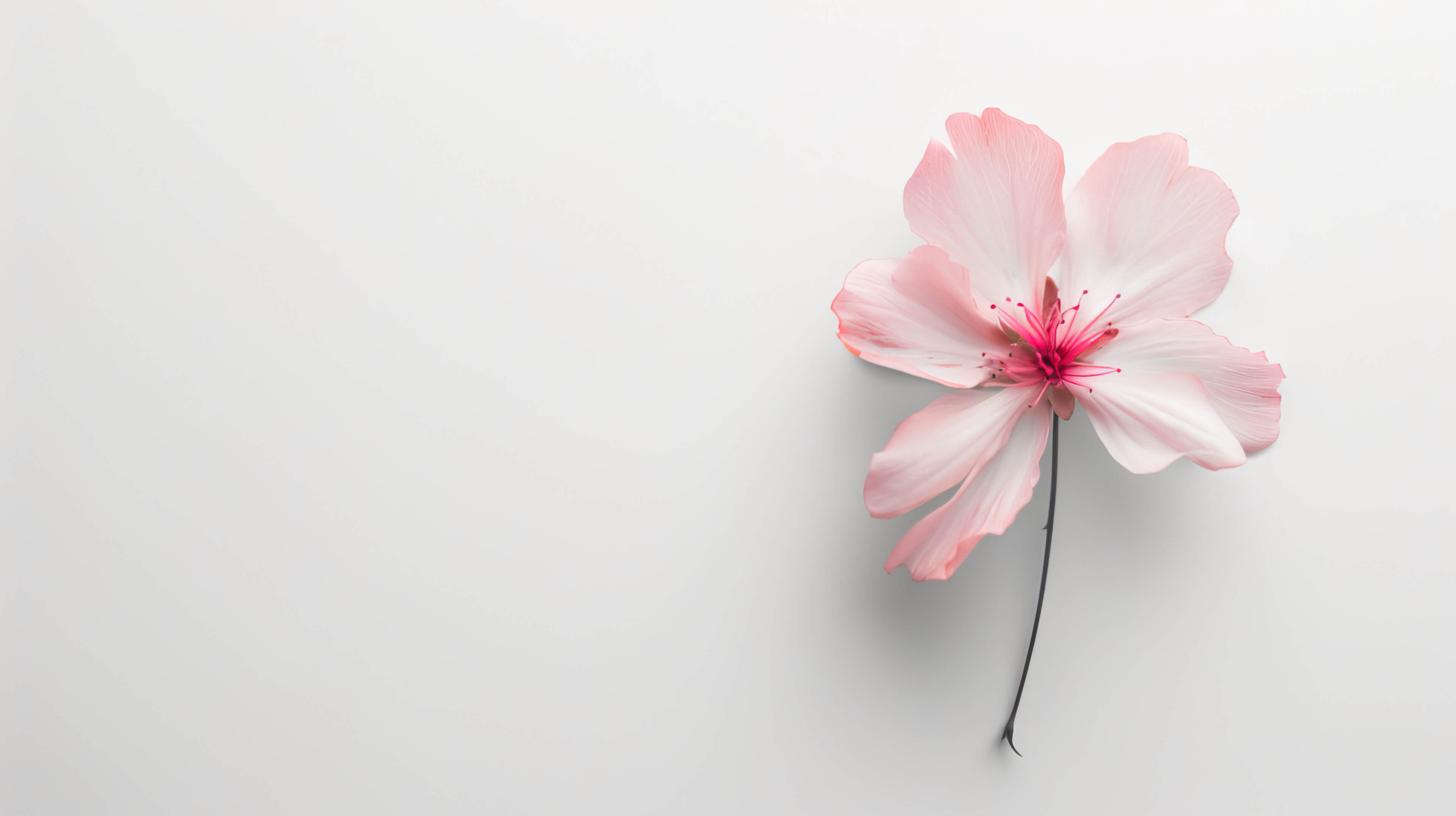 Aesthetic Flower Wallpaper, Free, 4k