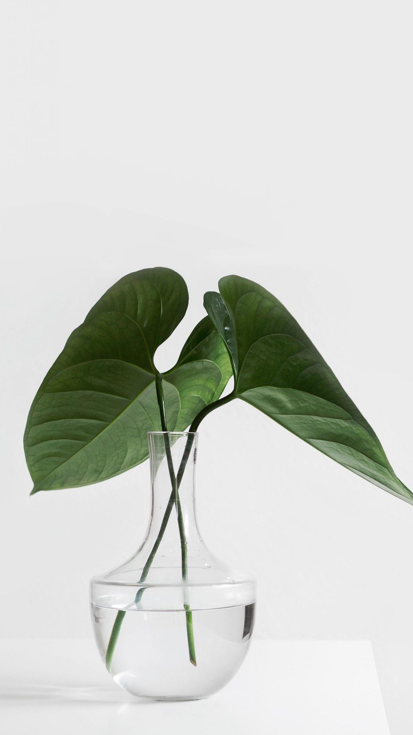 Minimalist Aesthetic Plant in Clear