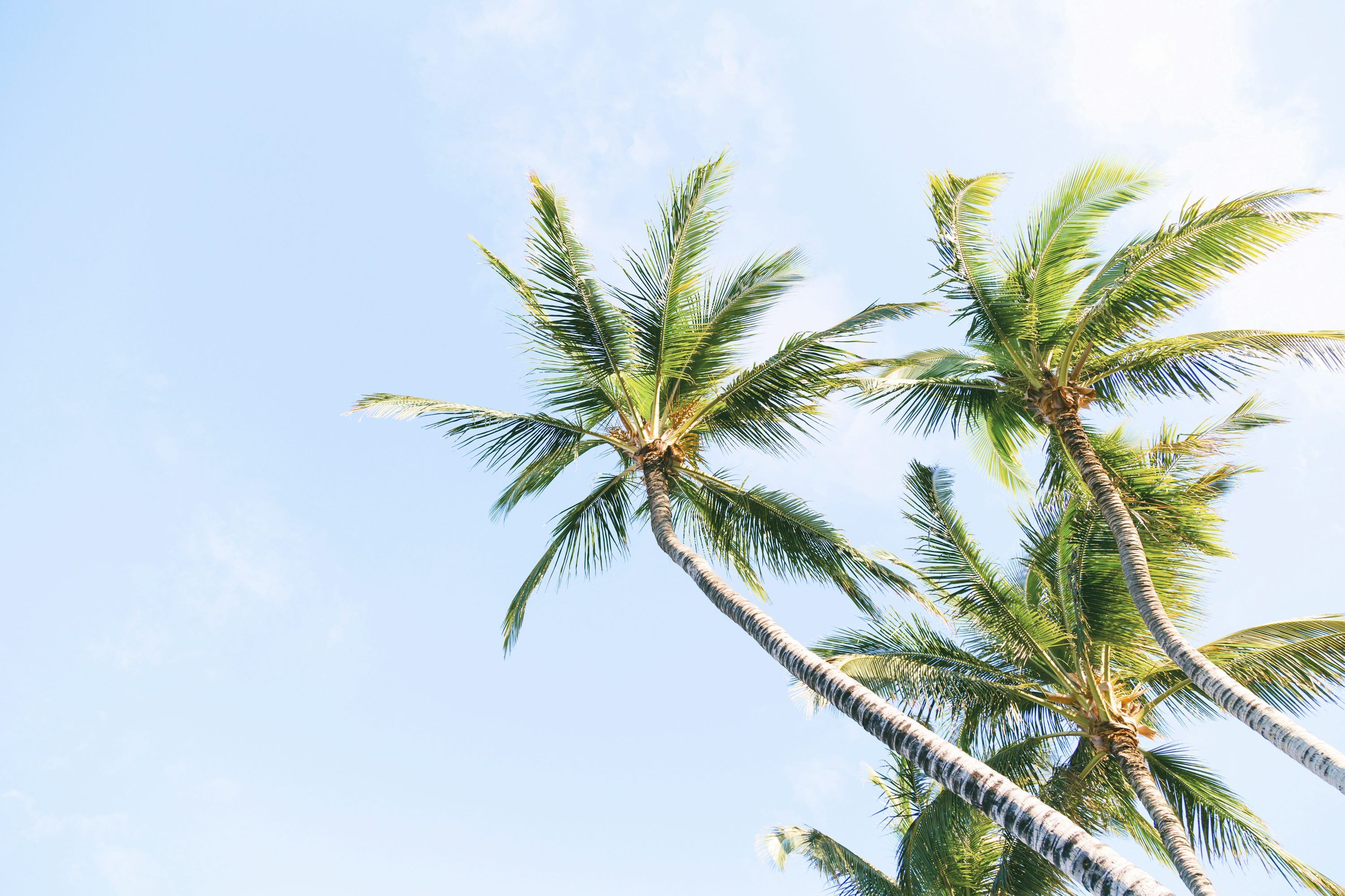 Palm Tree Wallpaper: Free HD Download