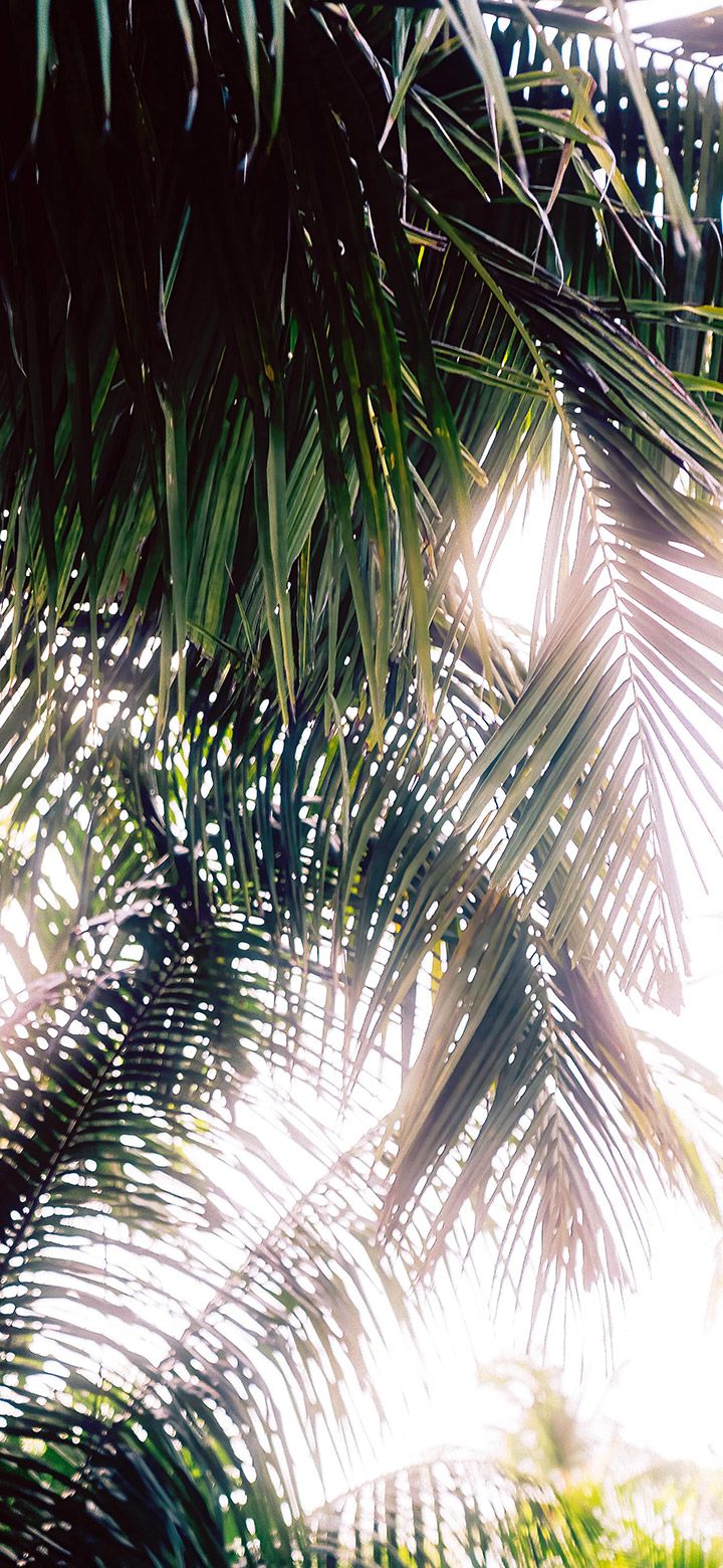 Aesthetic Sun Rays Passing Through Palm