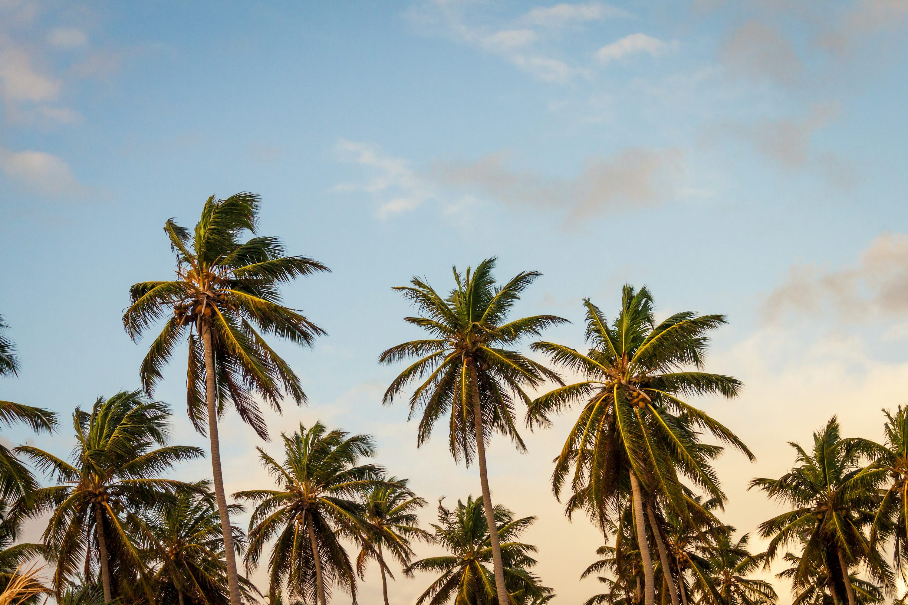 Palm Tree Wallpaper: Free HD Download