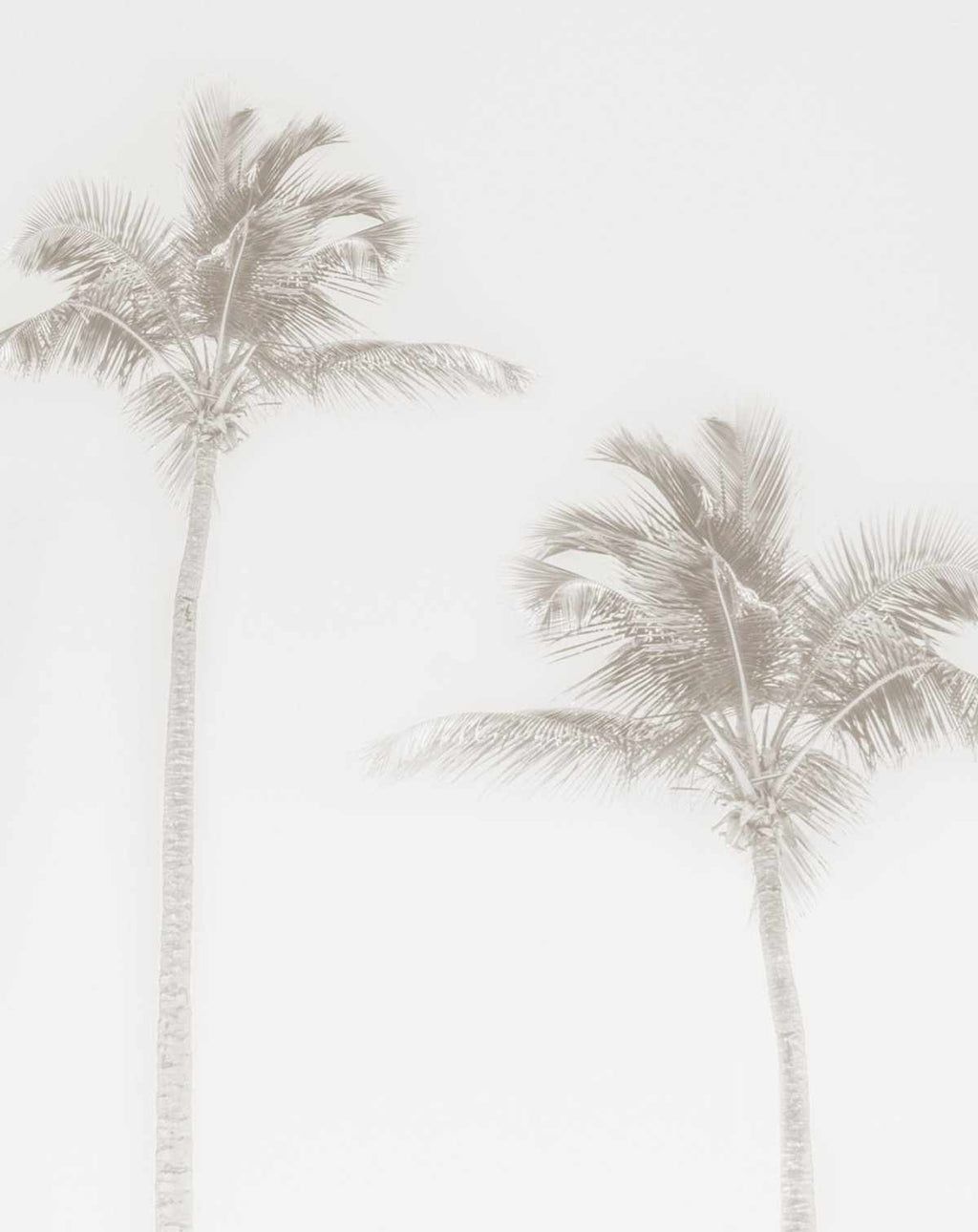 Buy Palm Tree Wallpaper Online 20% Off