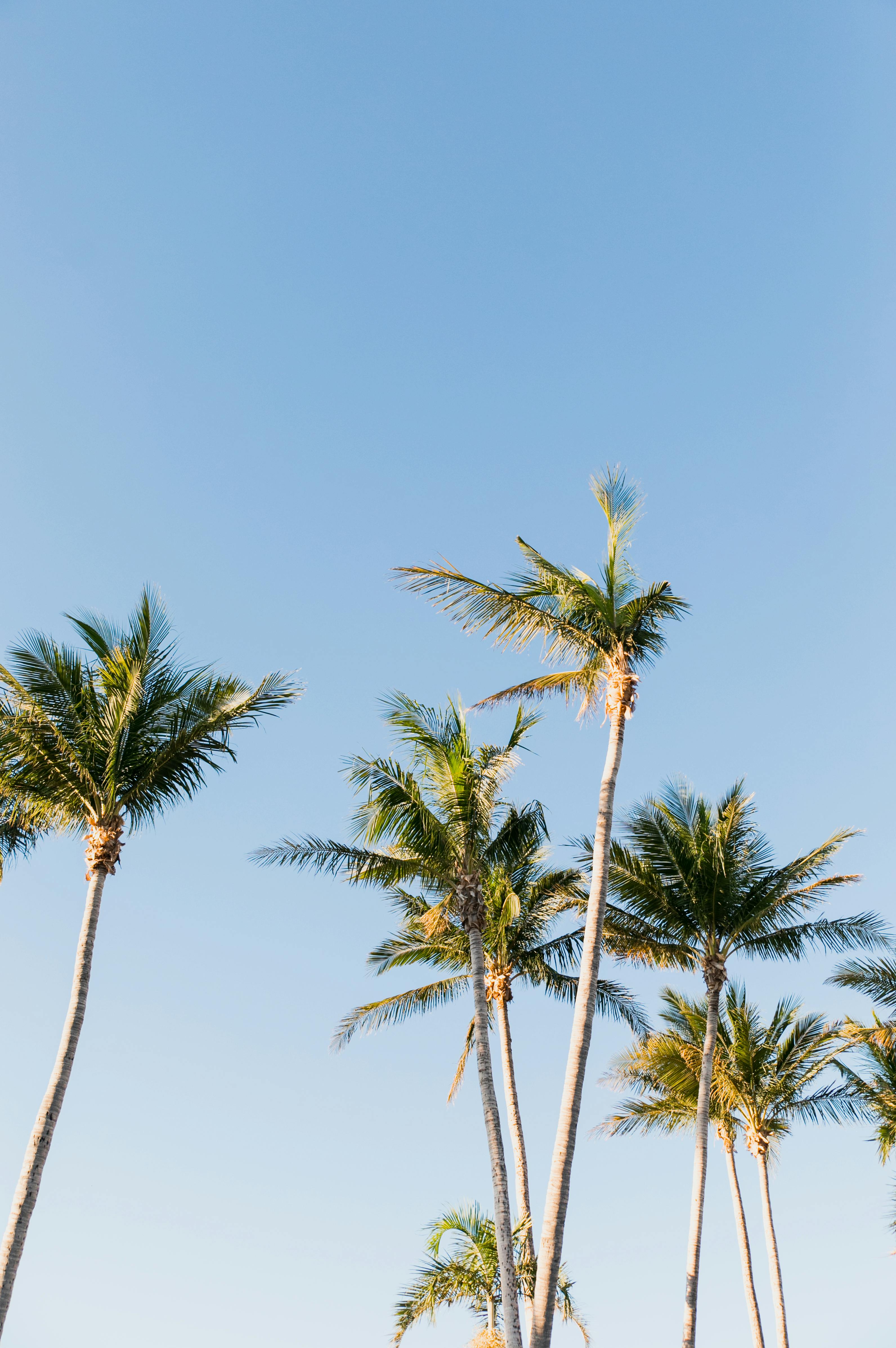 Palm Trees and a Clear Blue Sky · Free