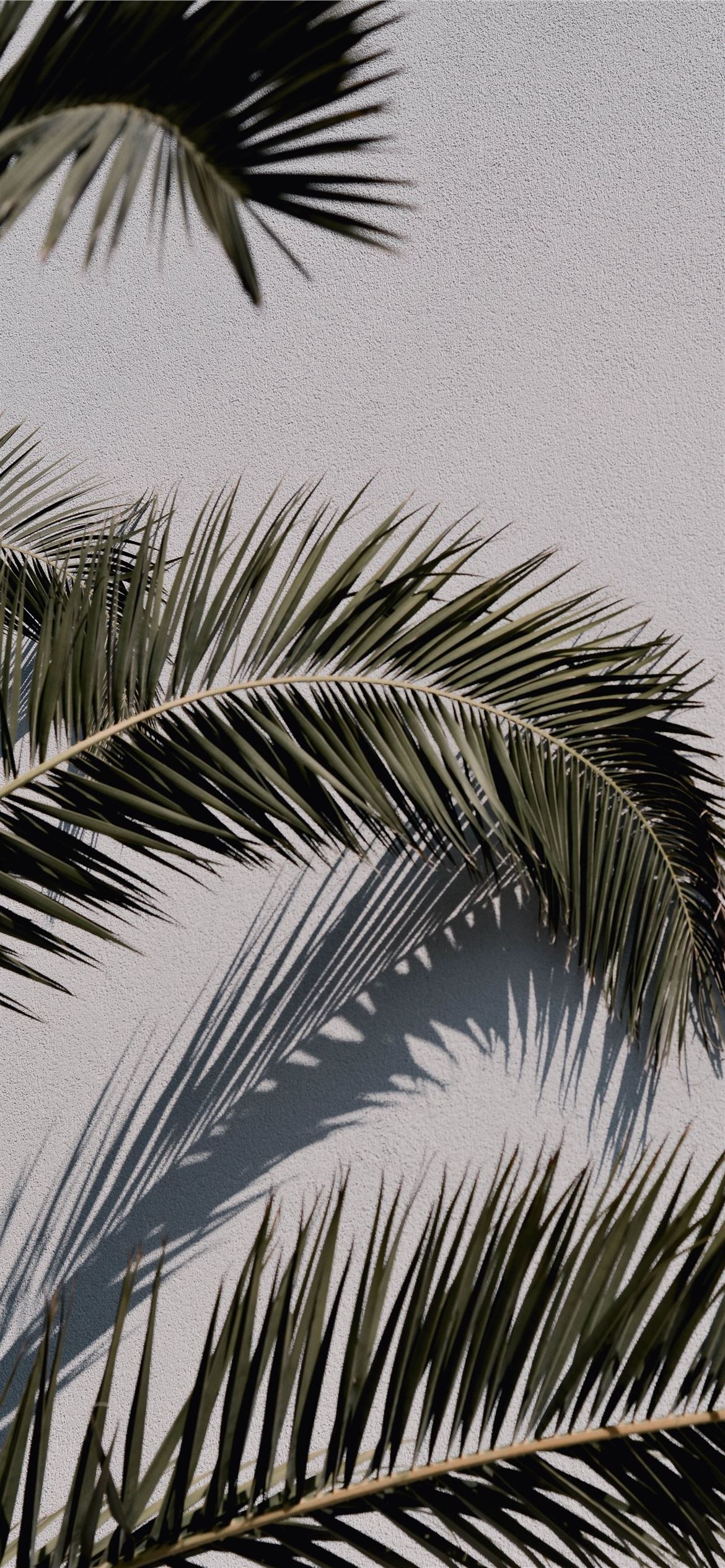 green palm tree under blue sky during