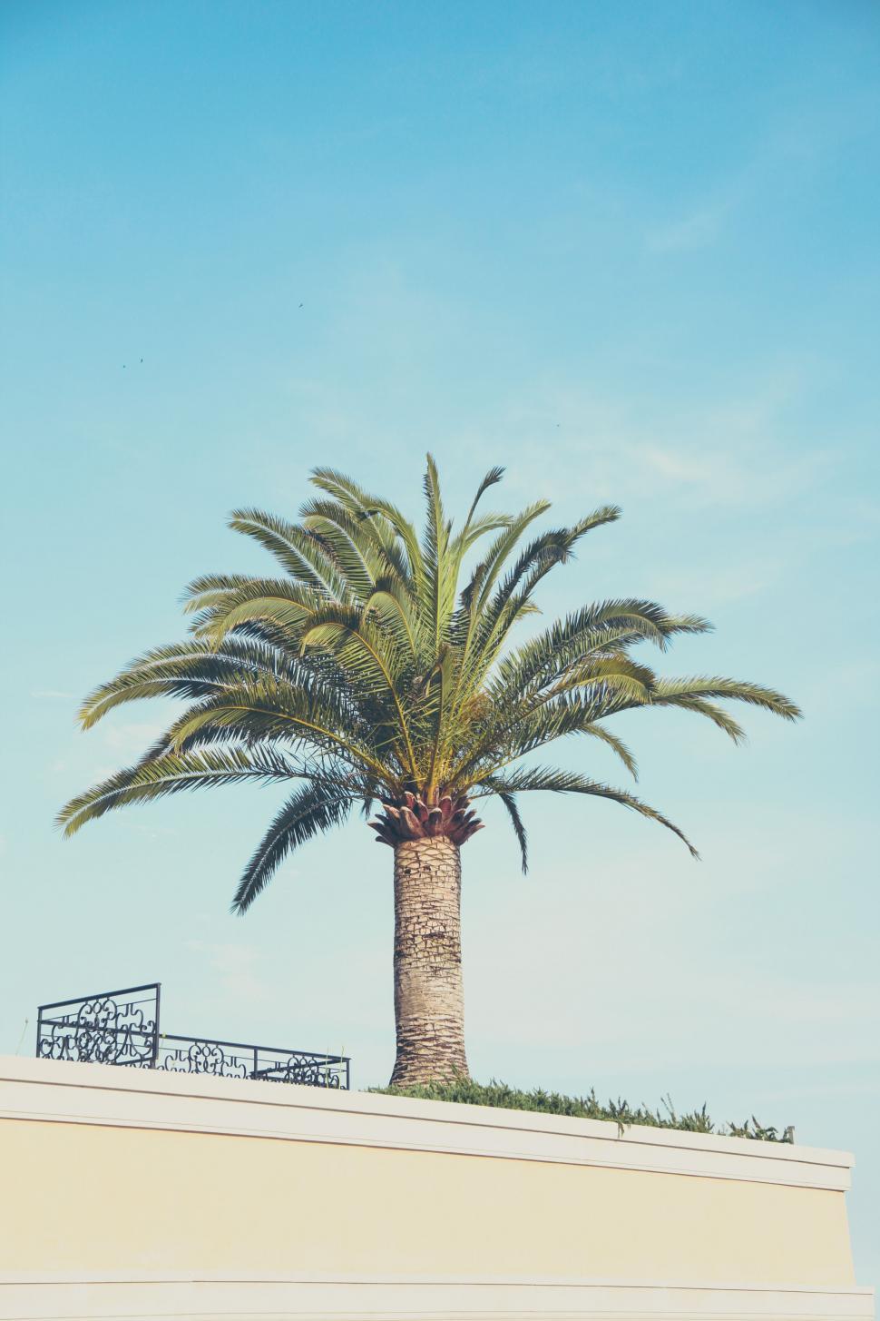 Photo of A palm tree on a sunny day