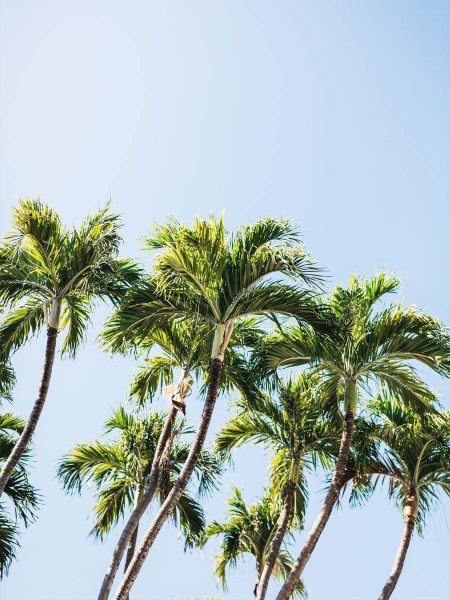 Key West Palm Trees Wall Mural