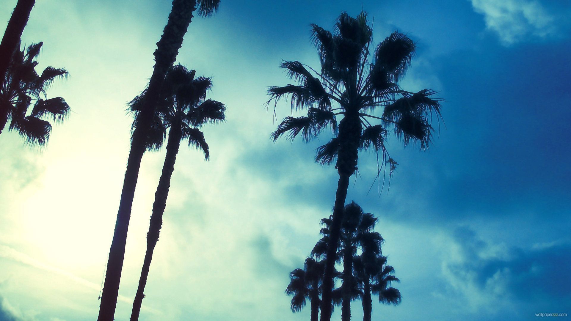 Palm Trees Under Blue Sky HD Palm Tree