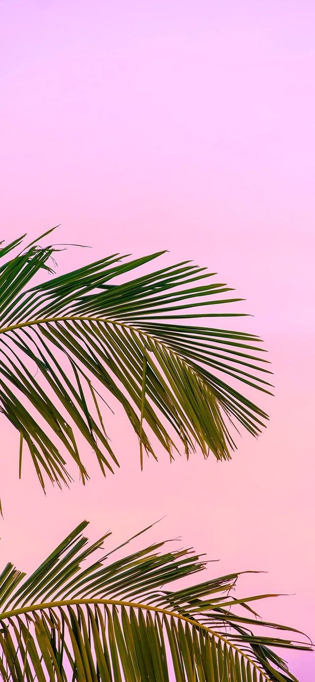 Aesthetic palm fronds in pink sky 4K