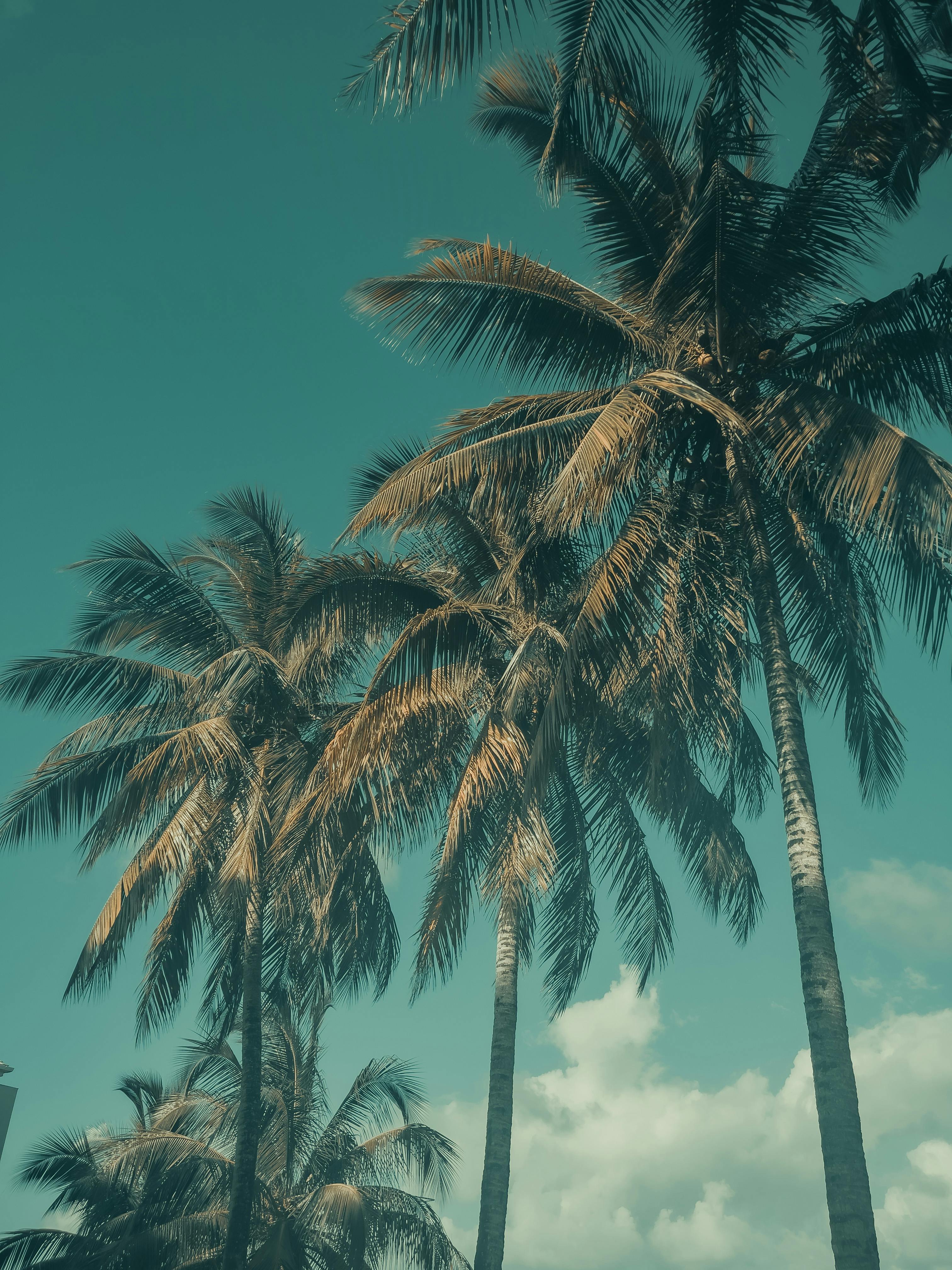 Palm Trees Under the Blue Sky · Free