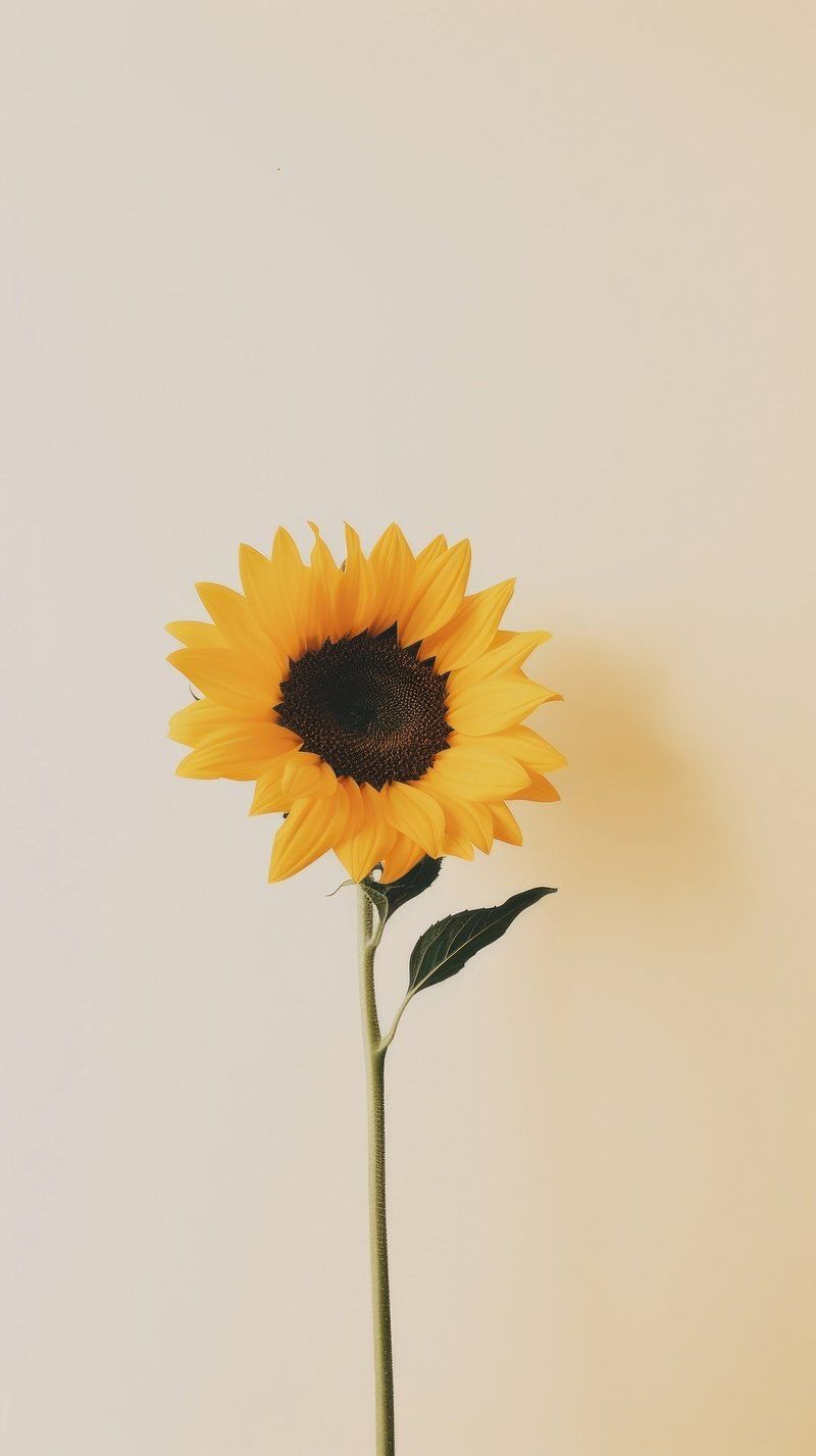 Sunflower Wallpaper Image. Free