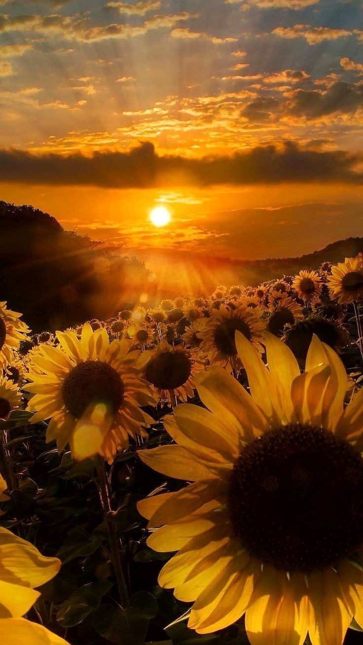 Sunflower Aesthetic Wallpaper