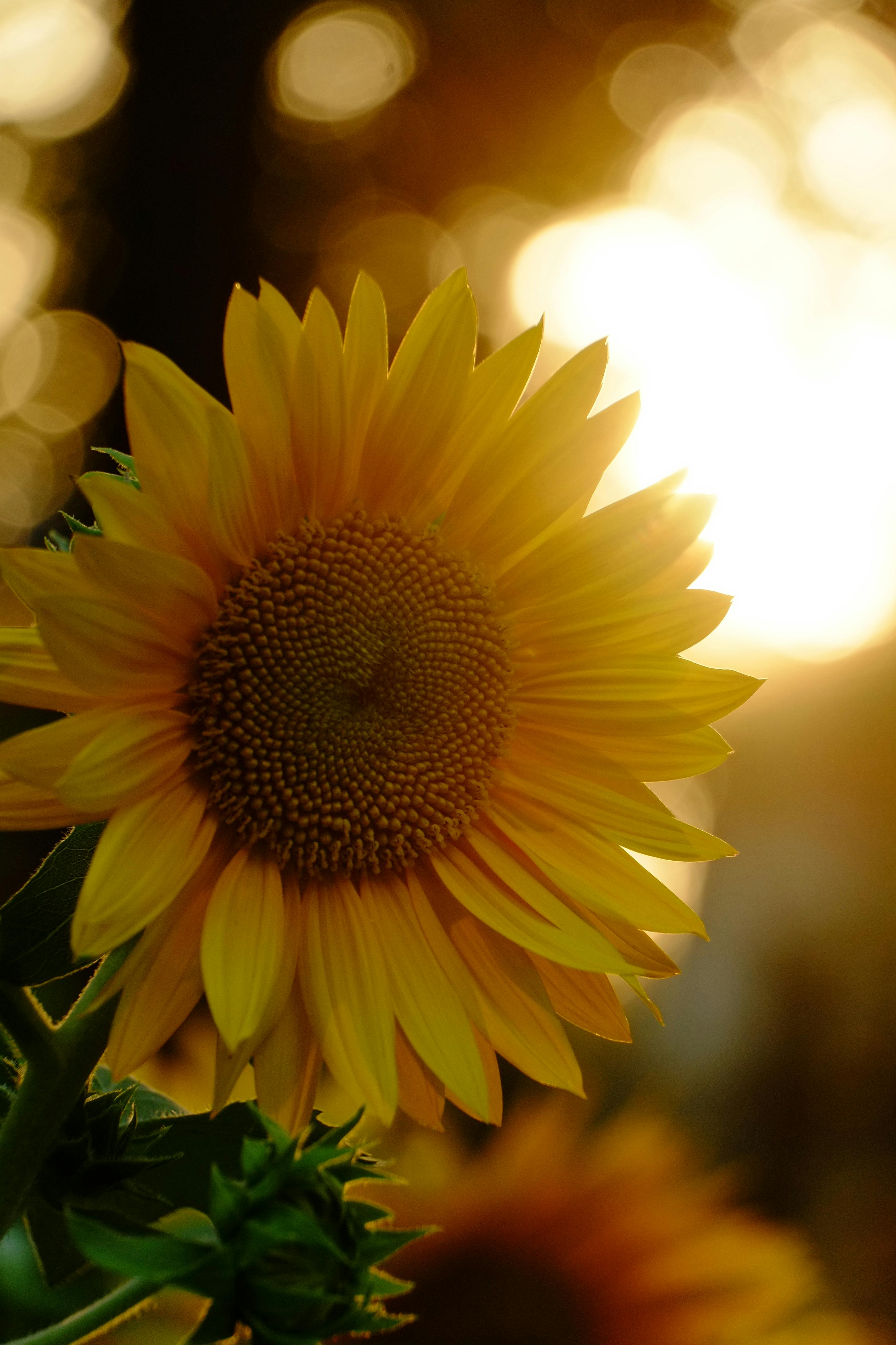 Sunflower during Sunset · Free