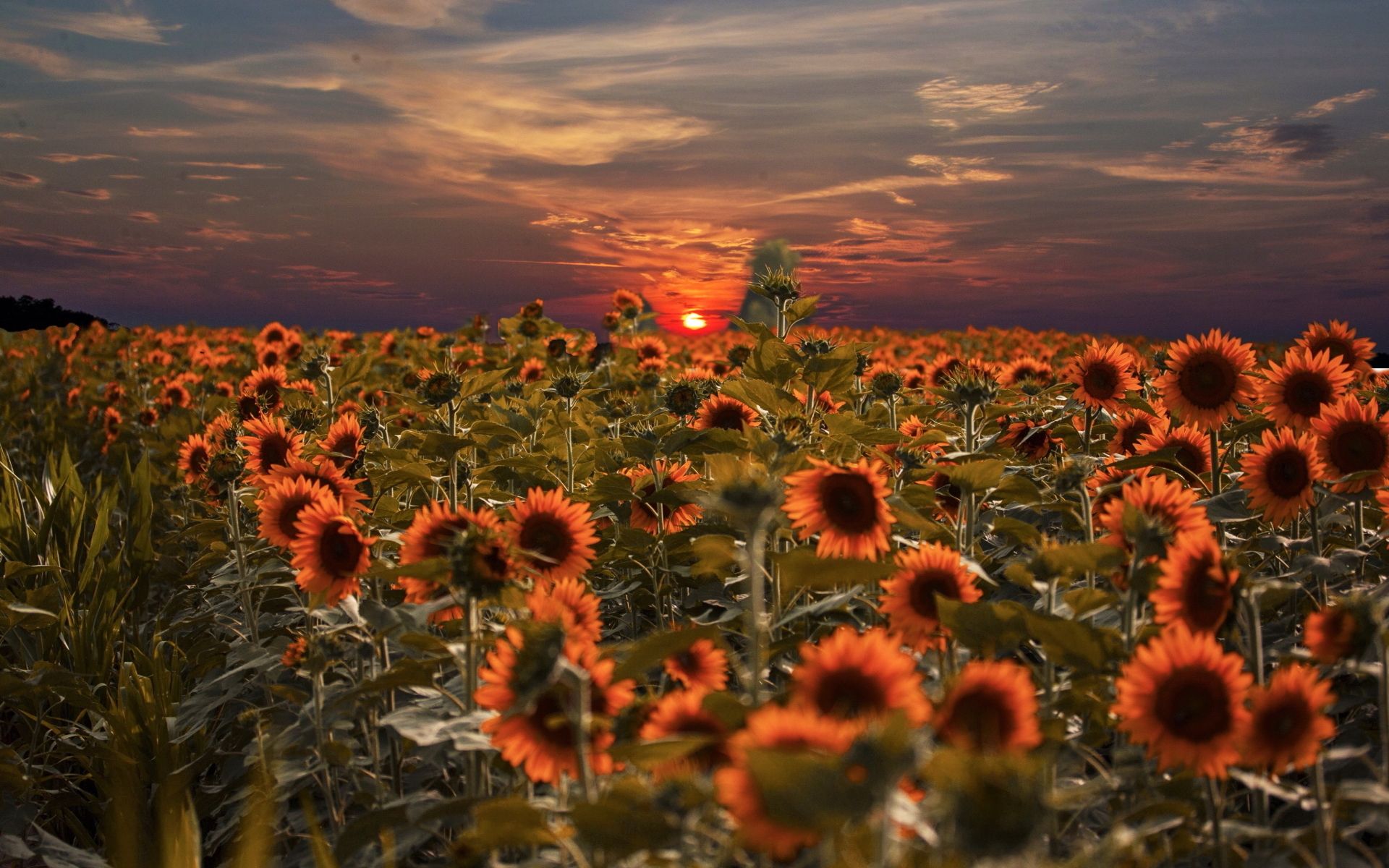 Sun Sunset Field Nature Sunflower