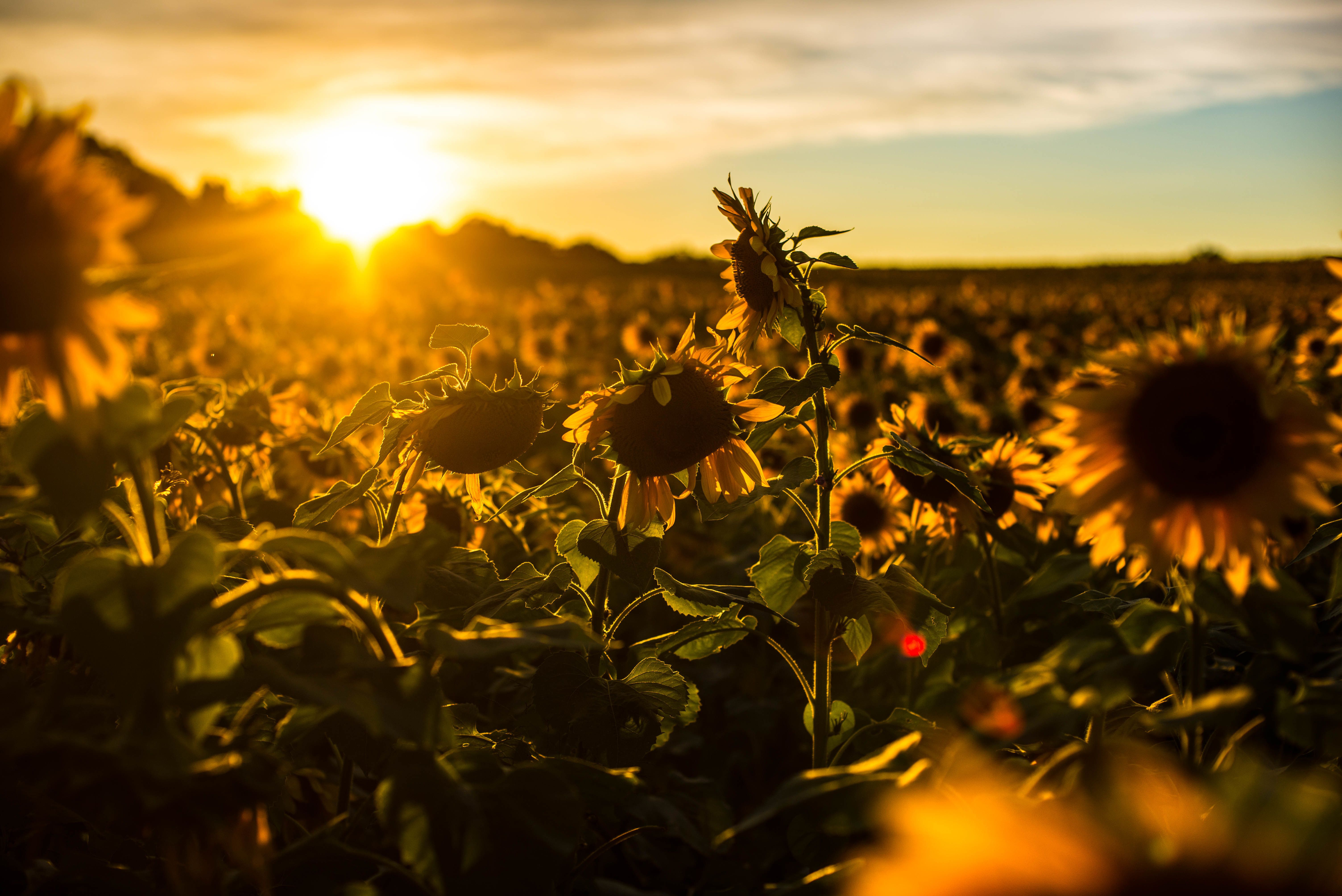 Nature Sunflower 4k Ultra HD Wallpaper