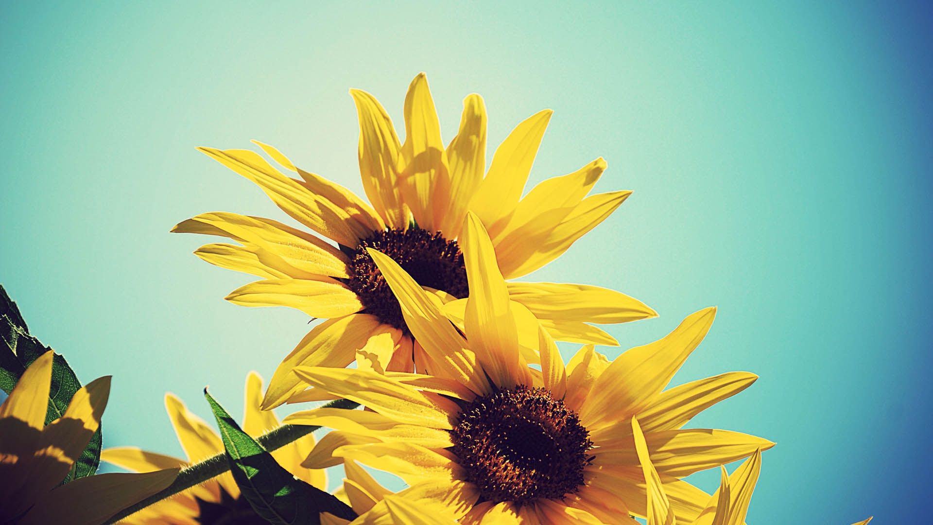 sunflowers, flowers, plants Wallpaper