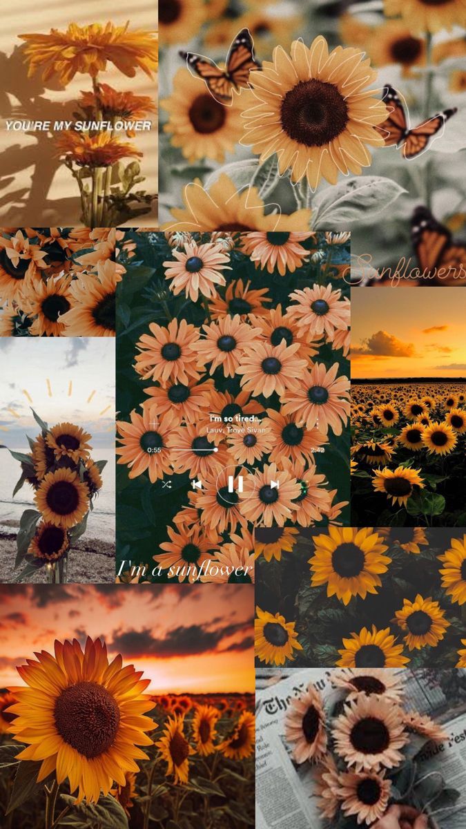 Sunflower collage