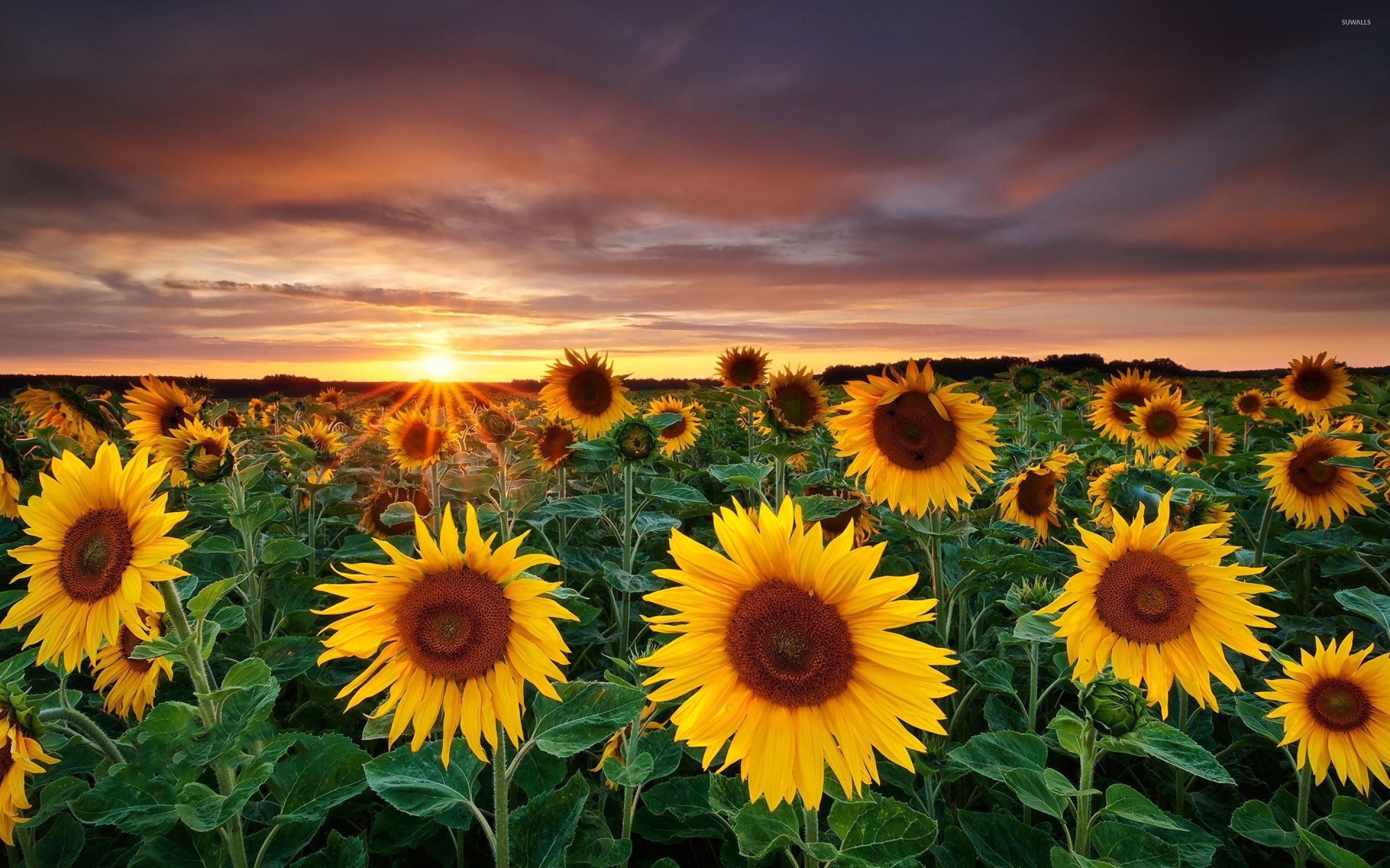 Sunflower fields with a beautiful sun