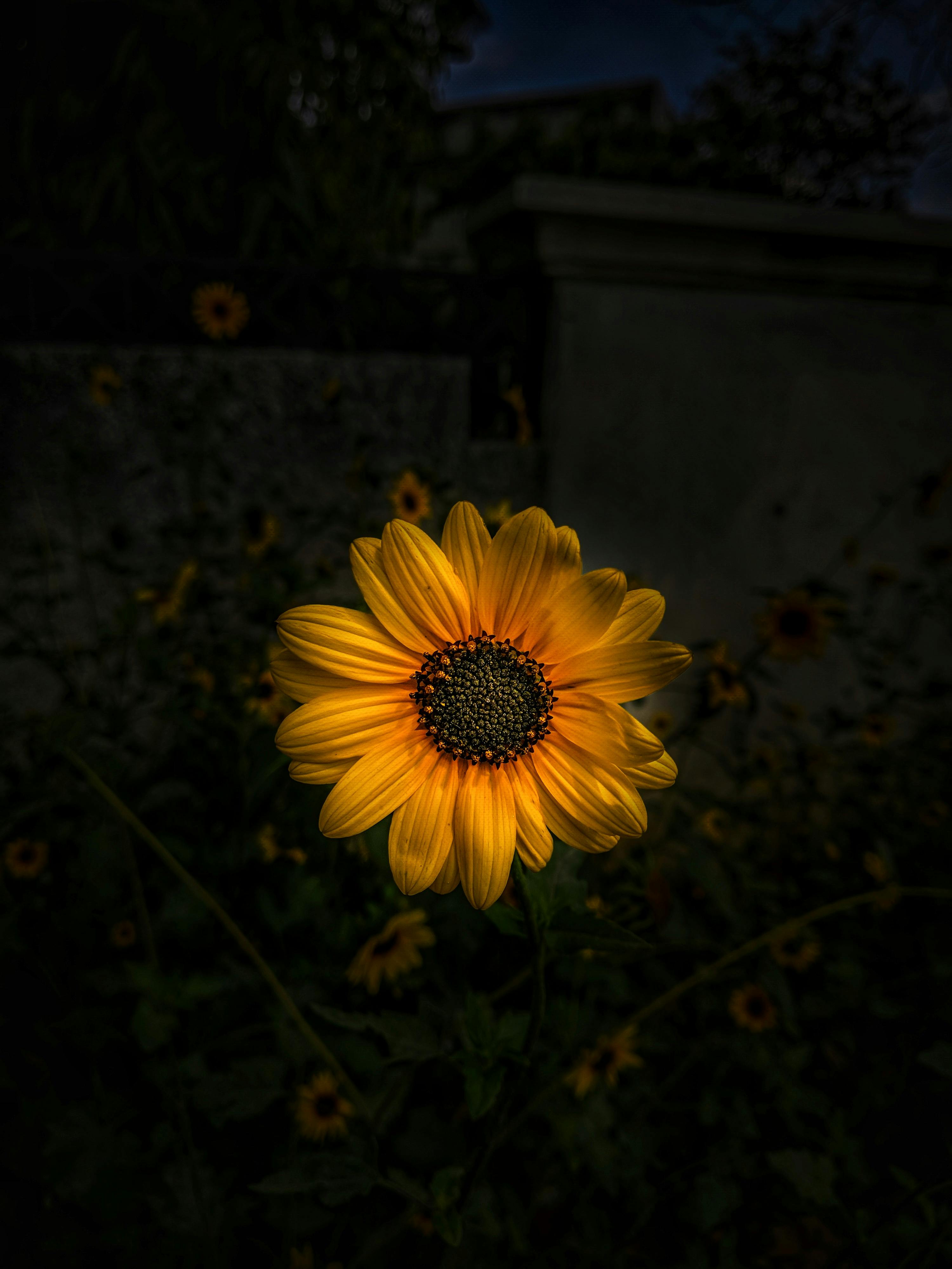 Sunflower Selective Focus Photography