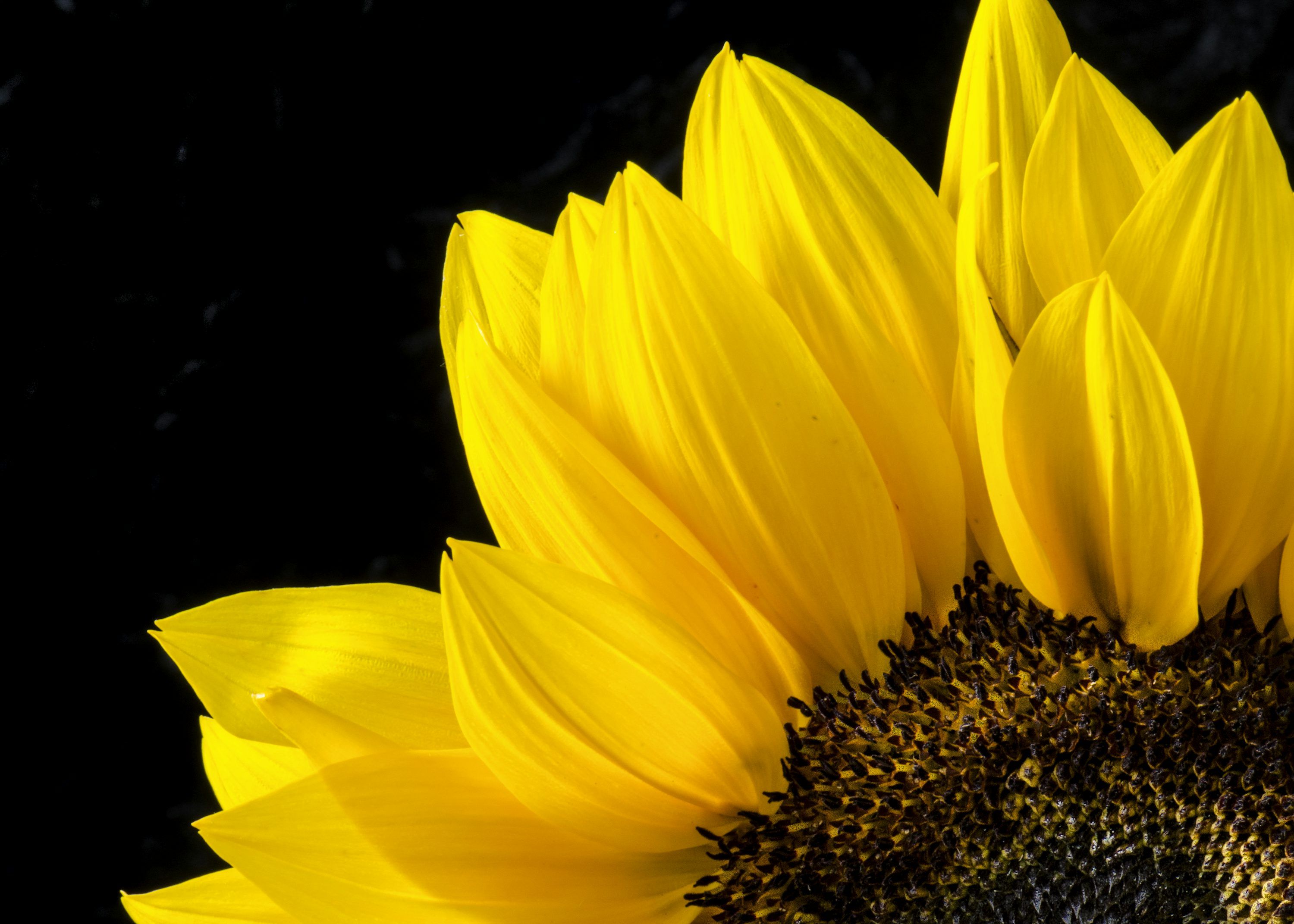 Sunflower Wallpaper: Free HD Download