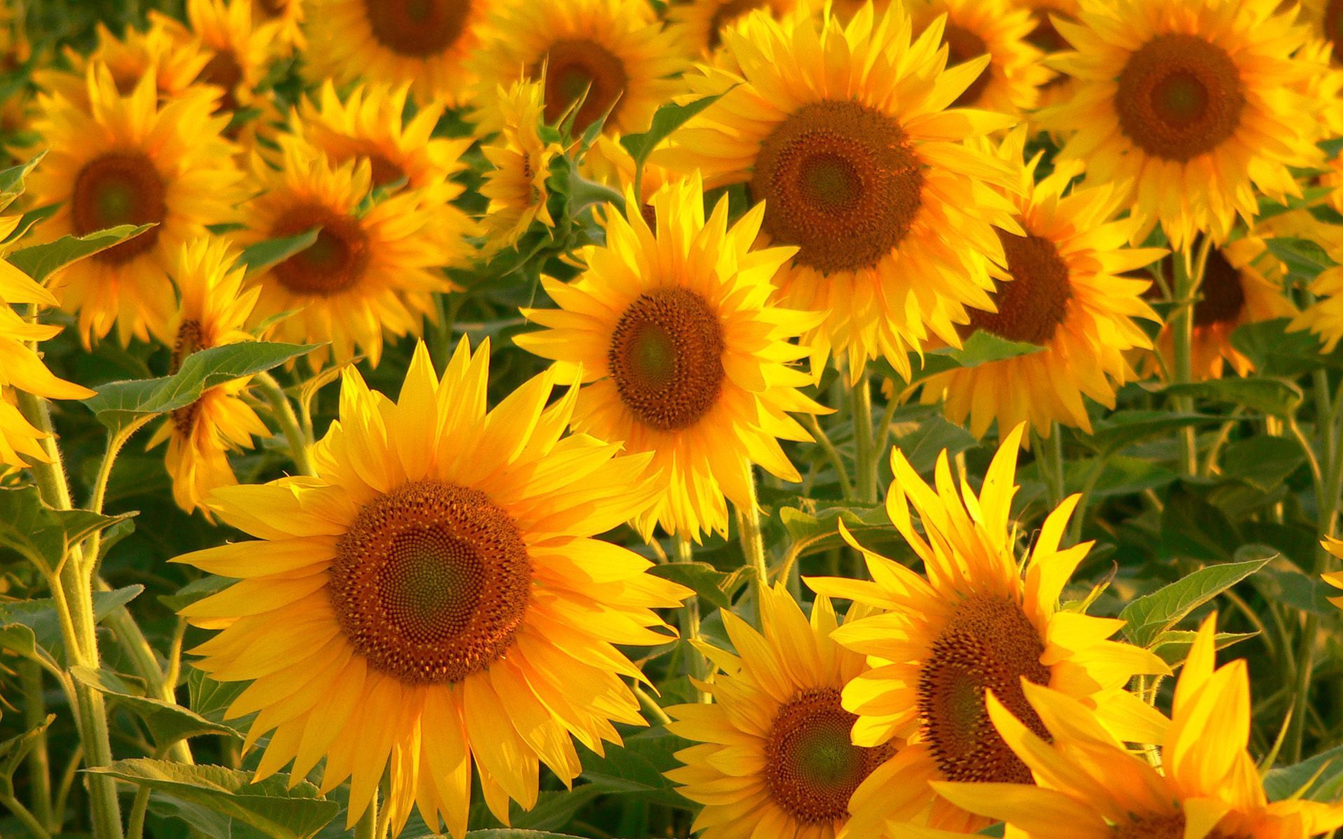 Download Sunflowers wallpaper