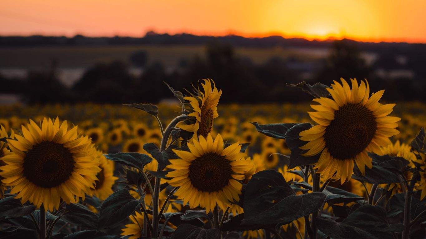 Download wallpaper 1366x768 sunflowers