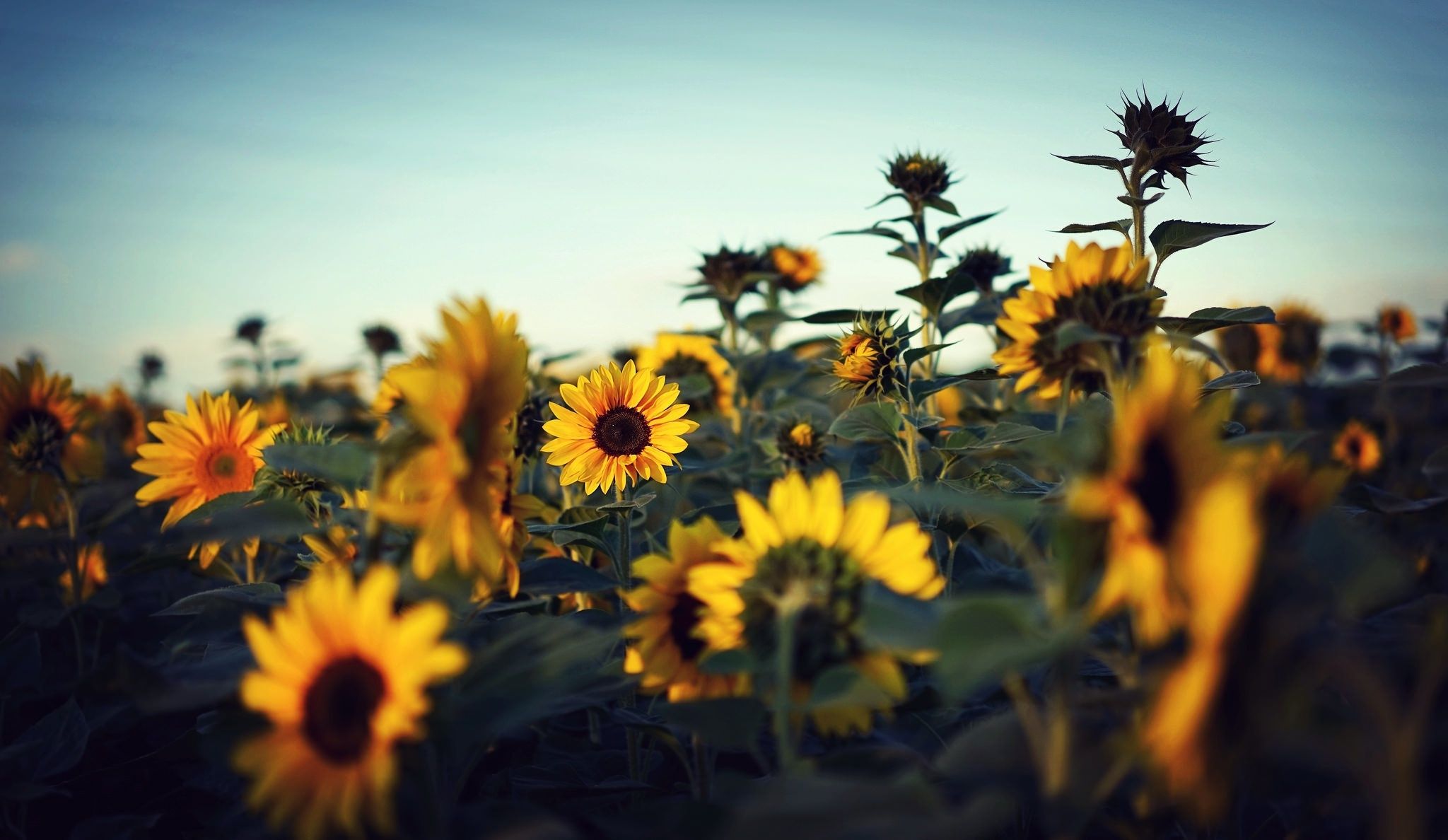 sky, leaves, petals, sunflower, field